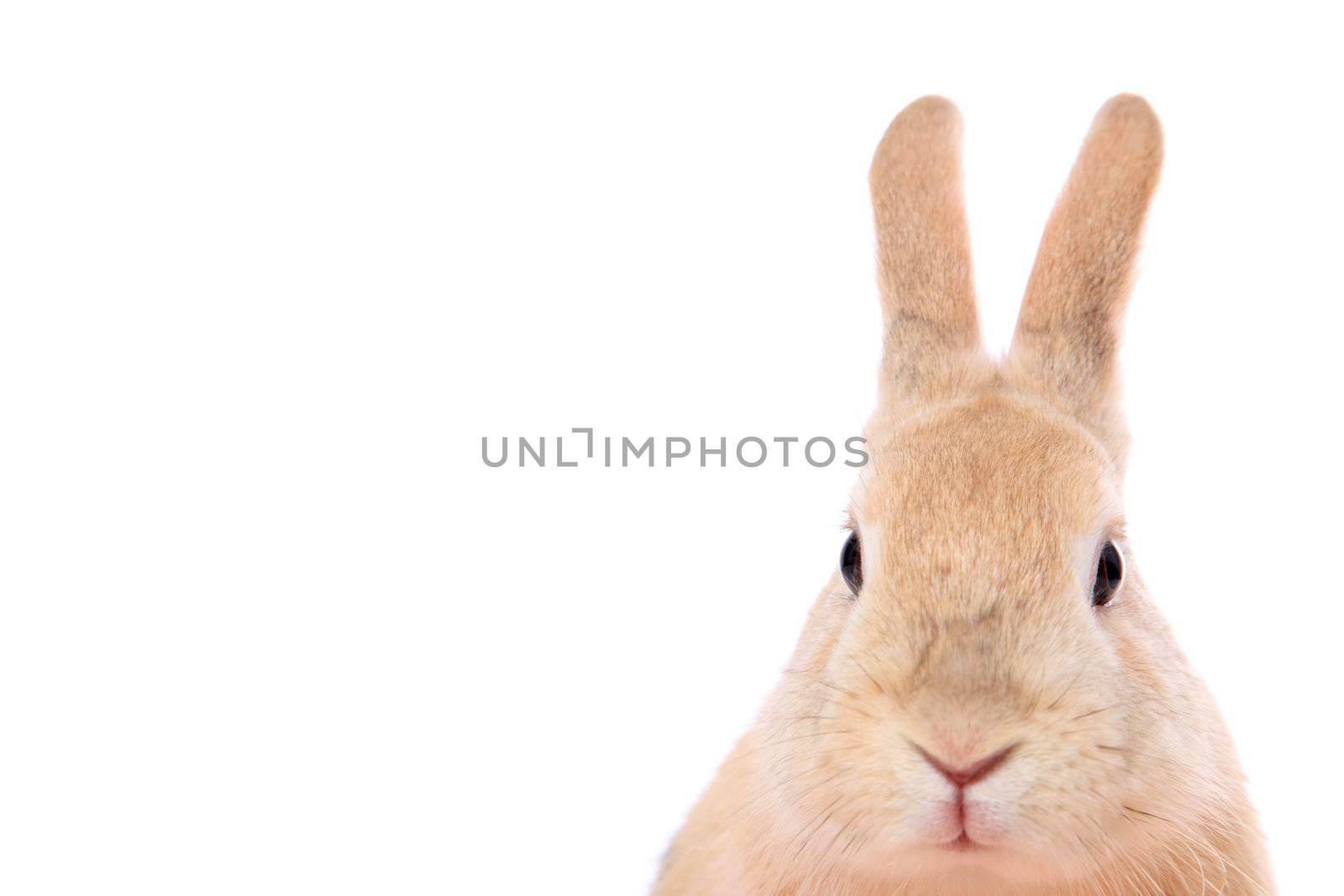 Cute little bunny. Extra text space on the left. All on white background.