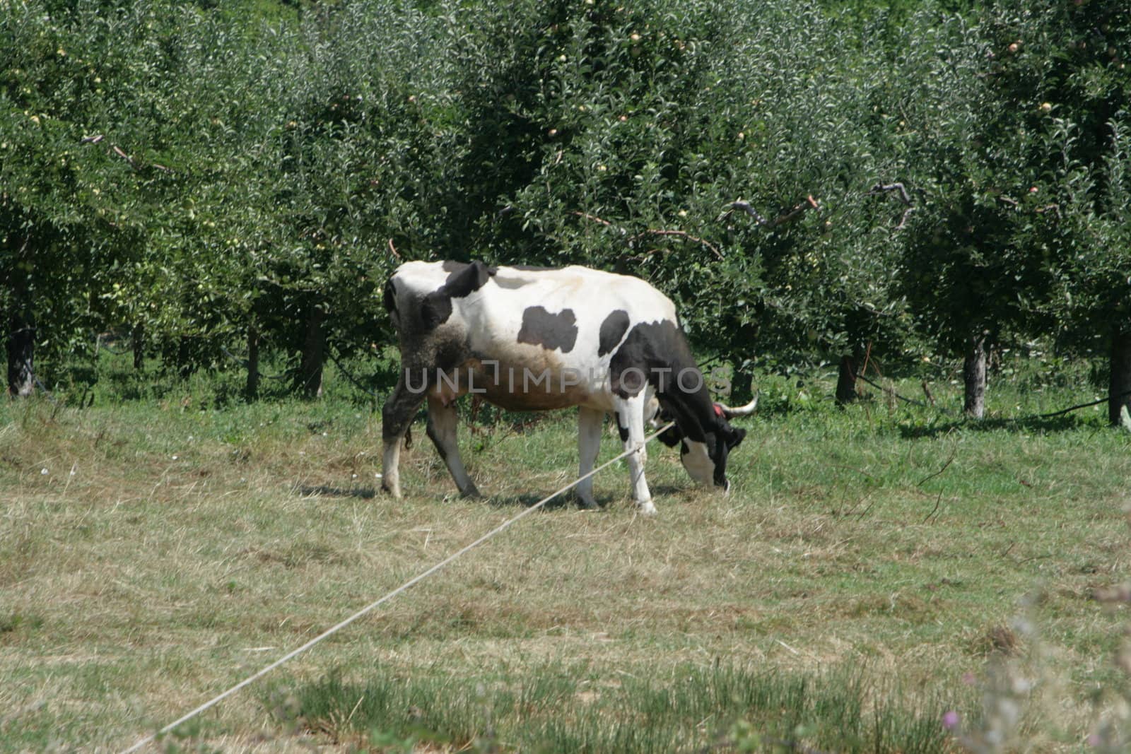 dairy cows grazing