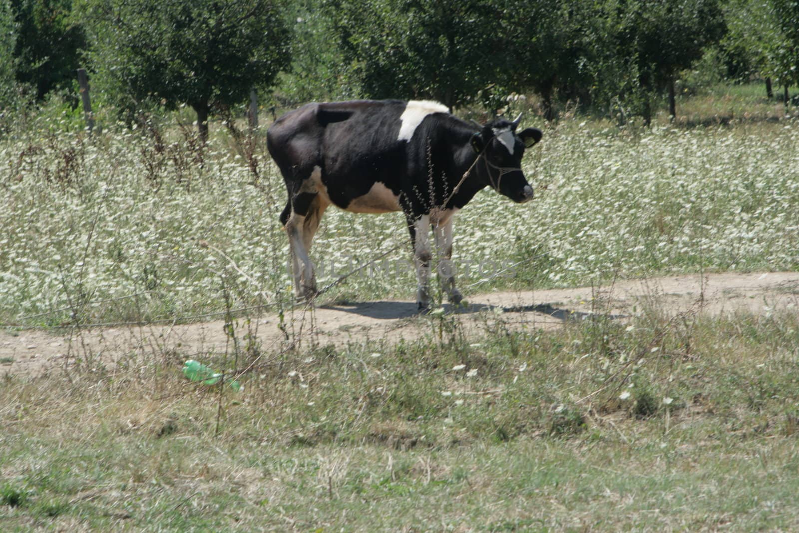 dairy cows grazing