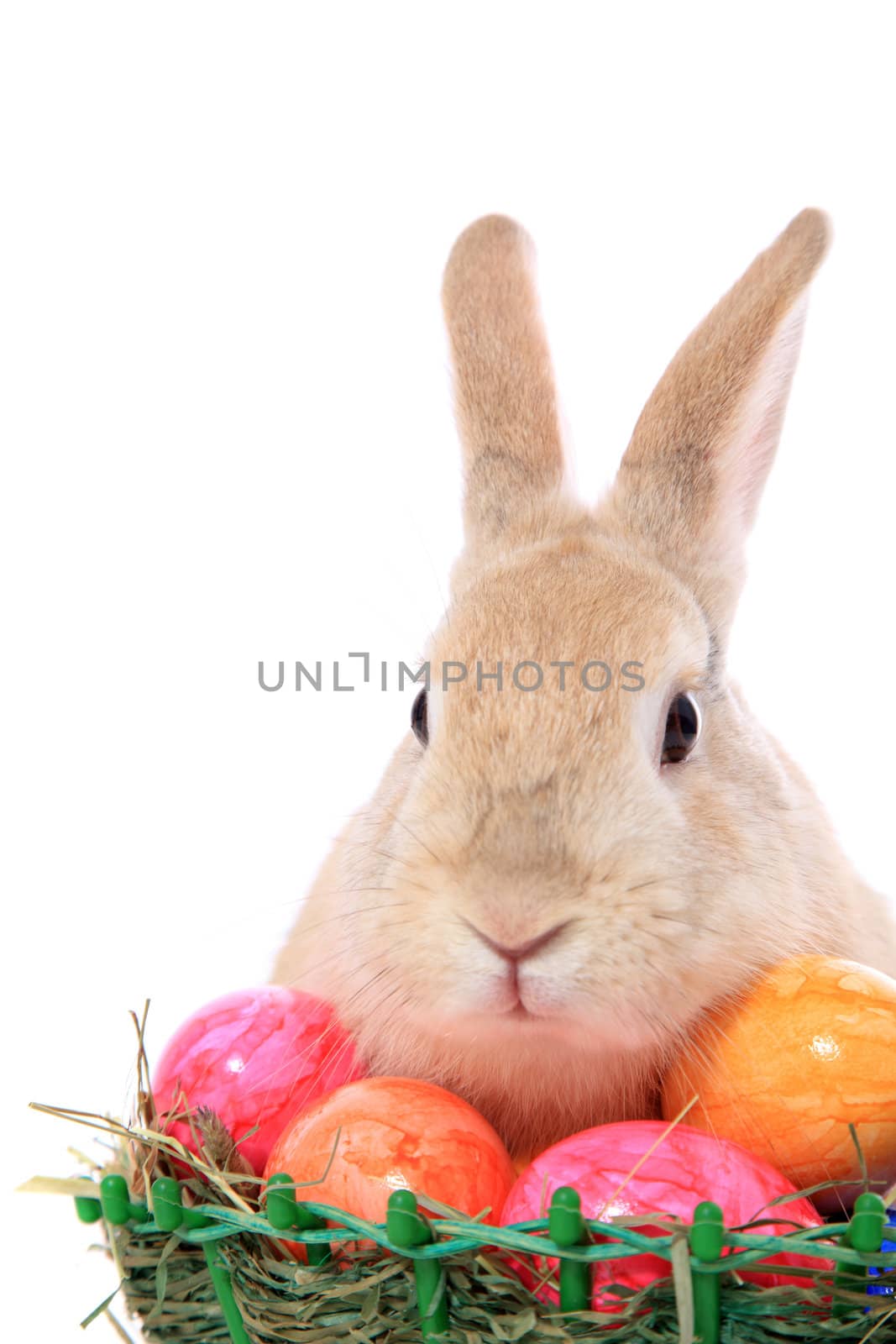 Cute little easter bunny with colored eggs. All on white background.