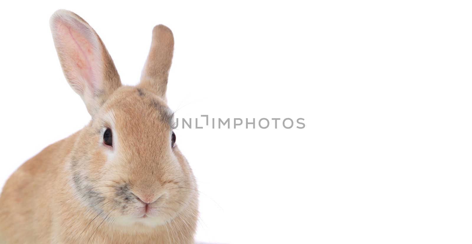 Cute little bunny. Extra text space on the right. All on white background.