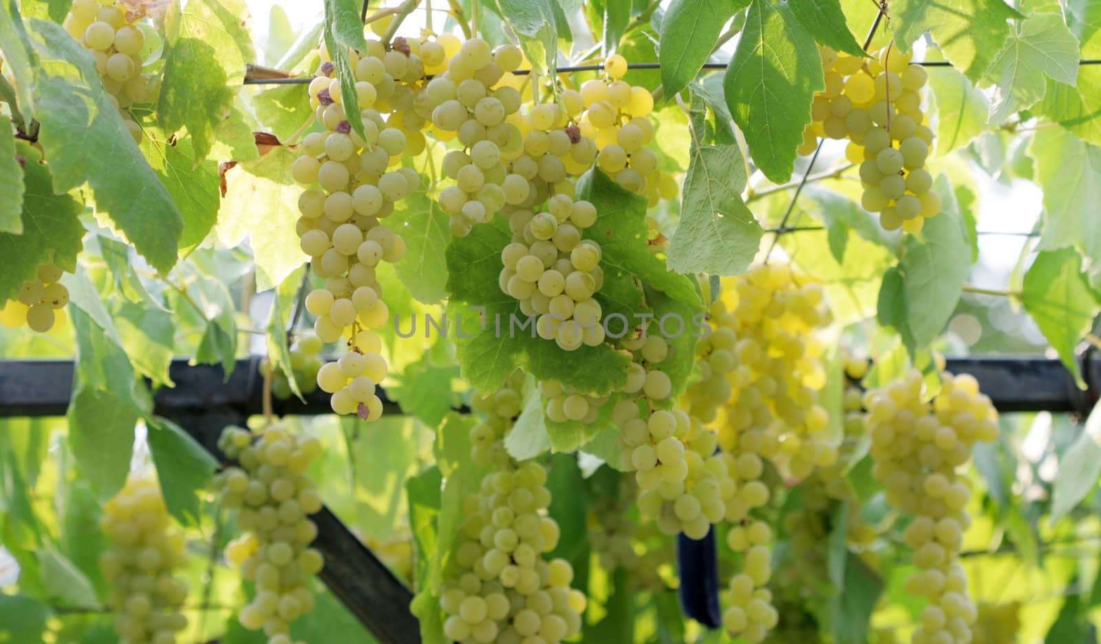 ripe grapes