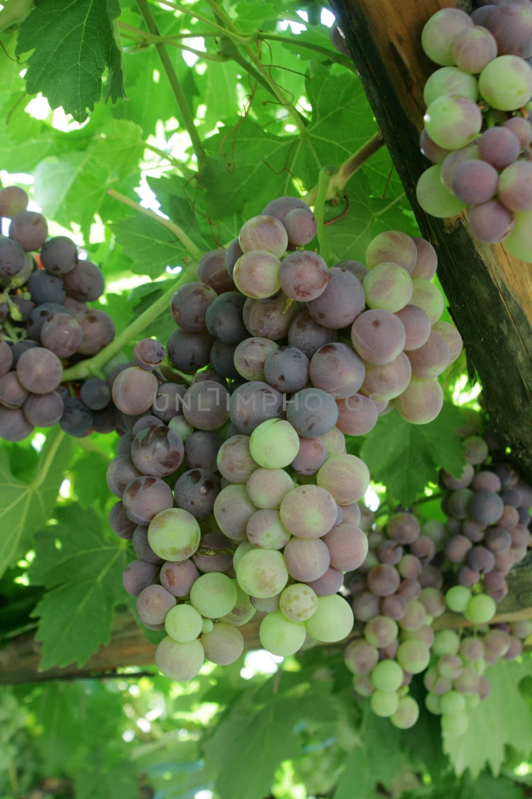 ripe grapes