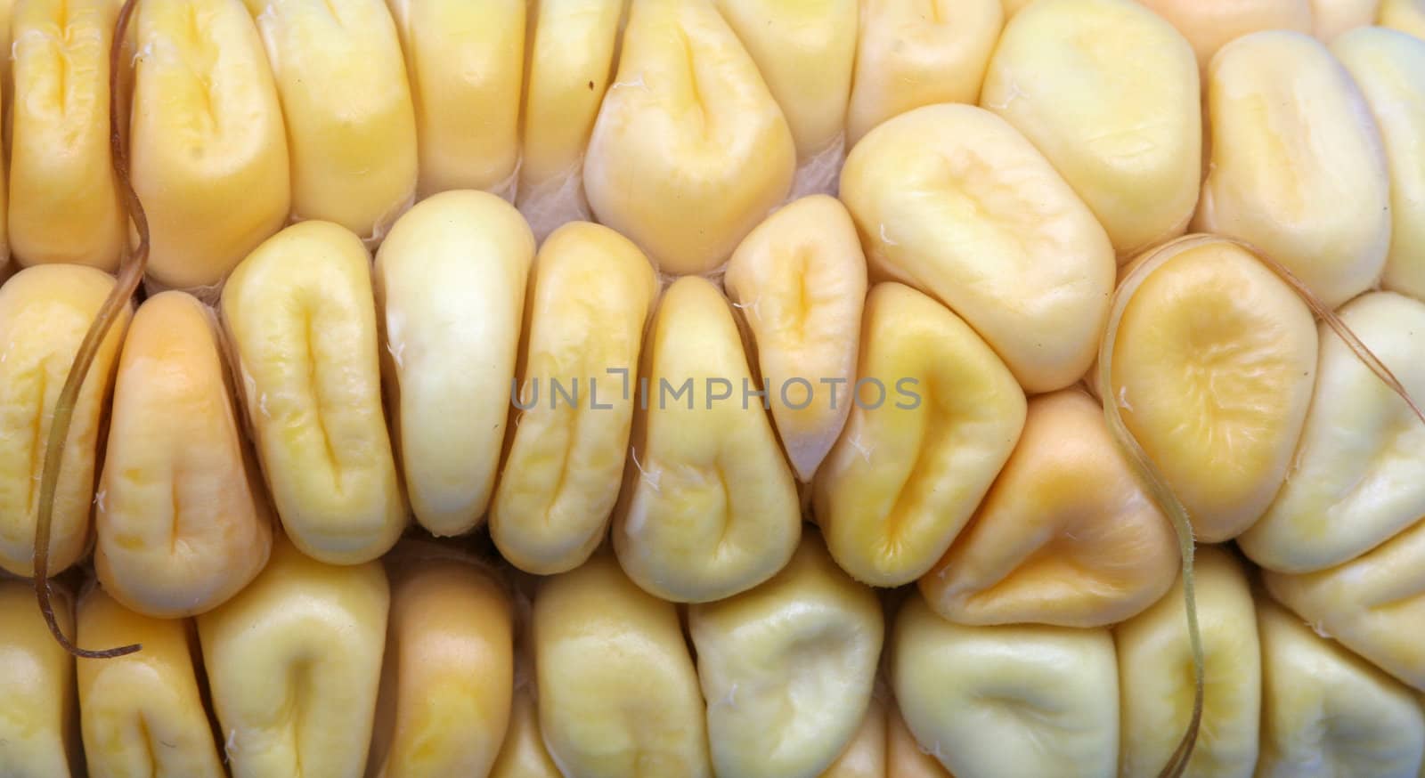 Corn cobs