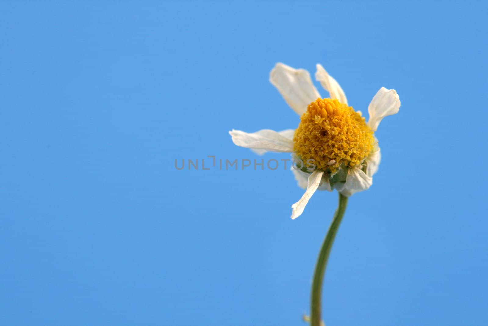 Camomile