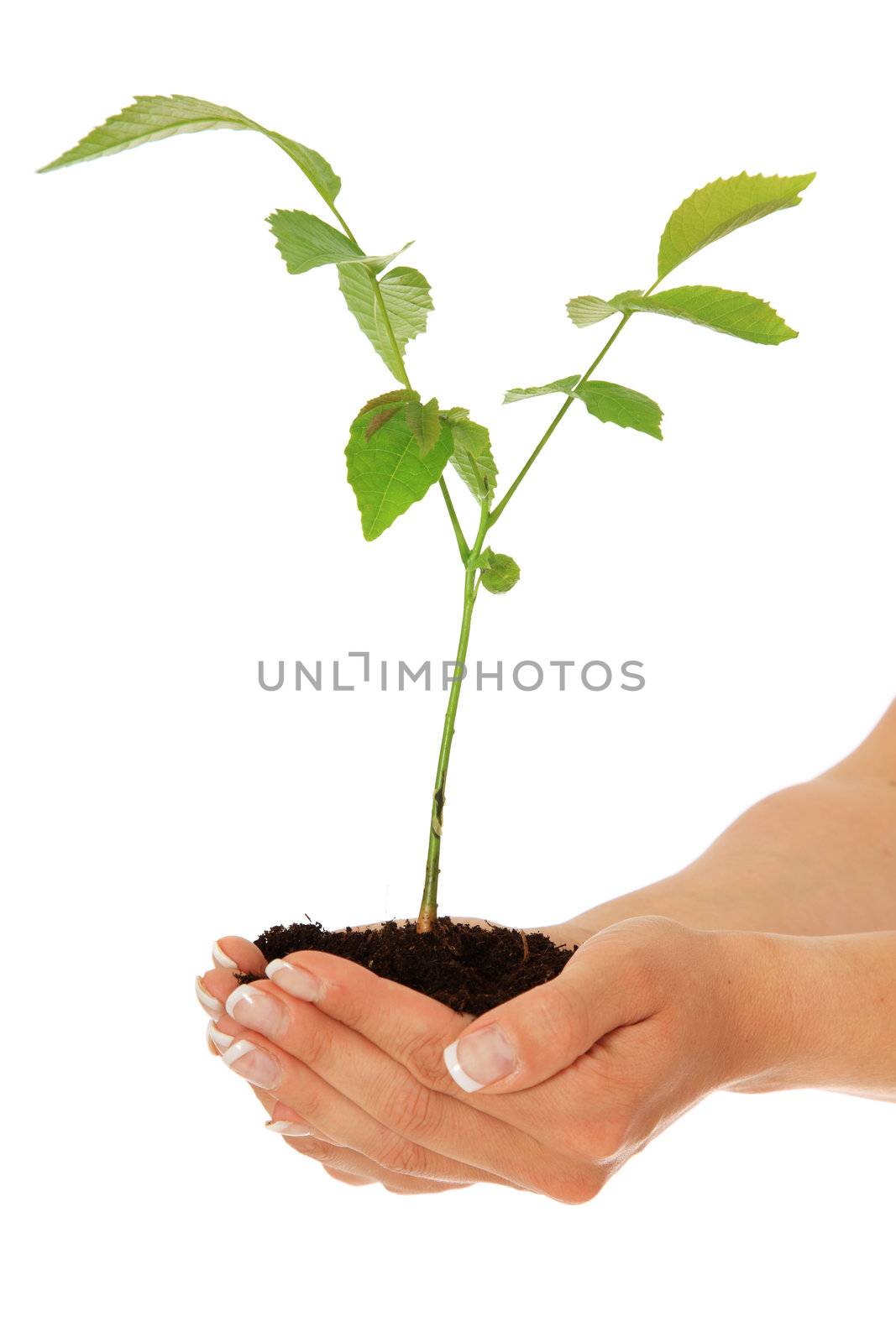 Young tree growing in human hands. All on white background.