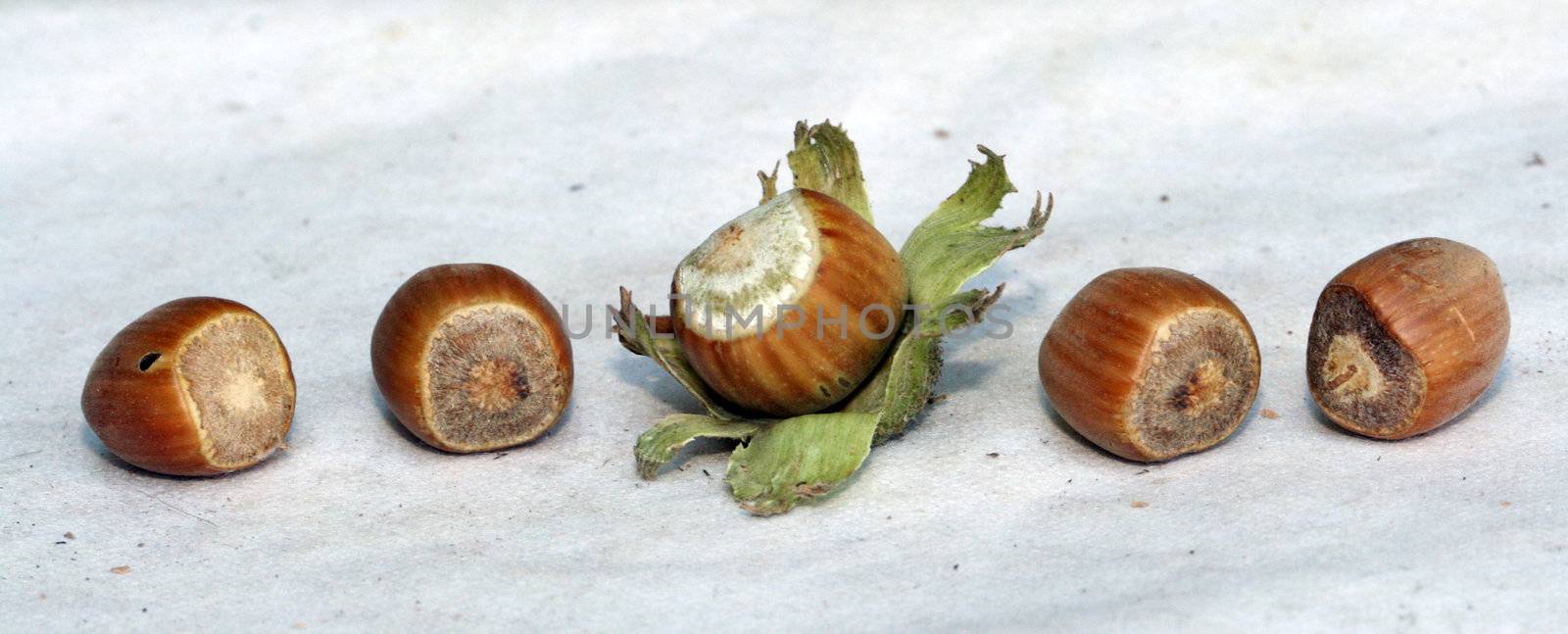 hazelnuts i