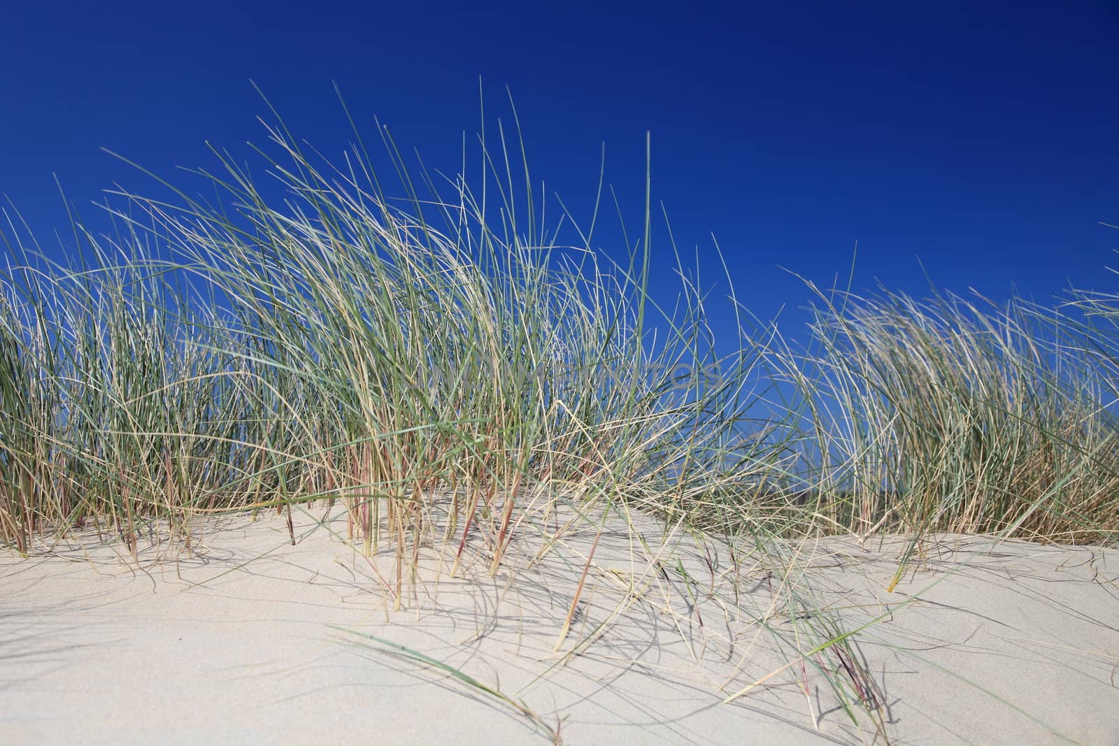 Sand dune in front of bright blue sky.