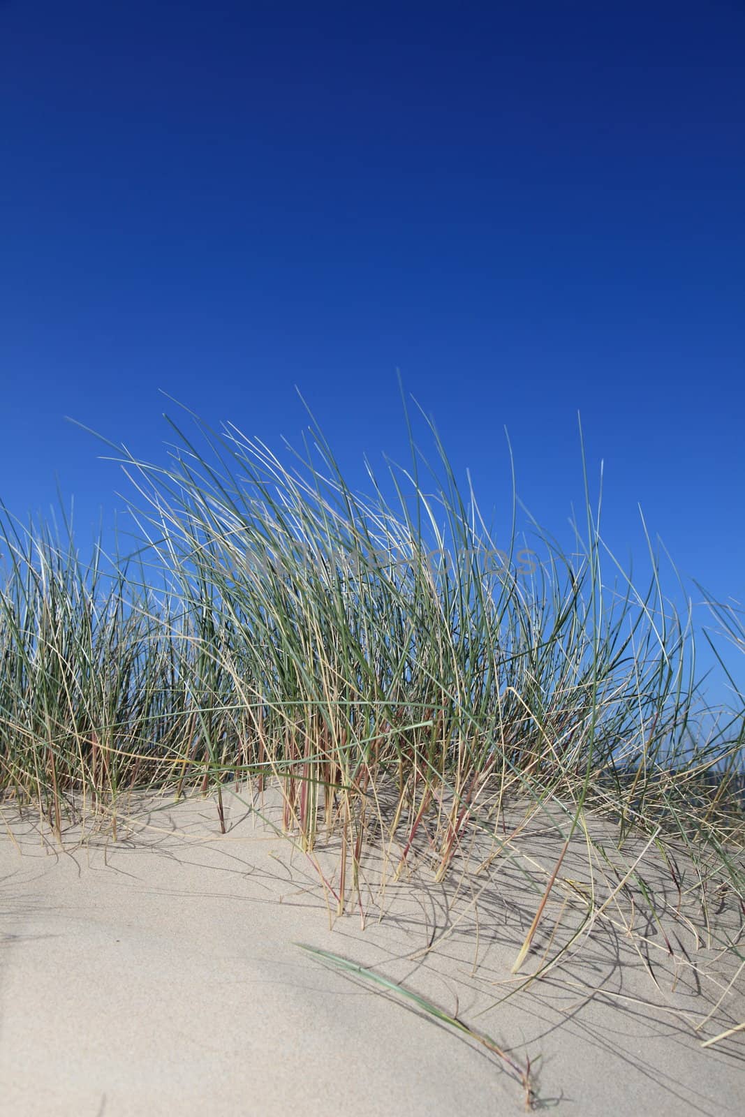 Sand dune in front of bright blue sky.