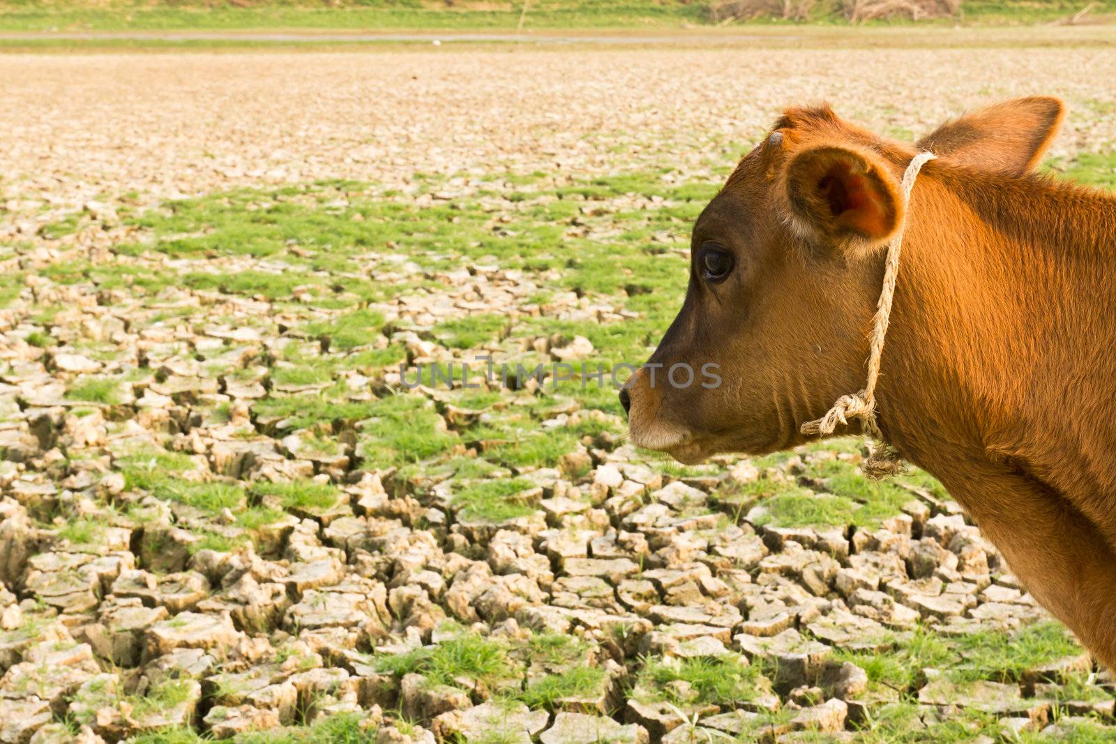 Cow and Cracked earth  metaphoric for climate change and global warming.