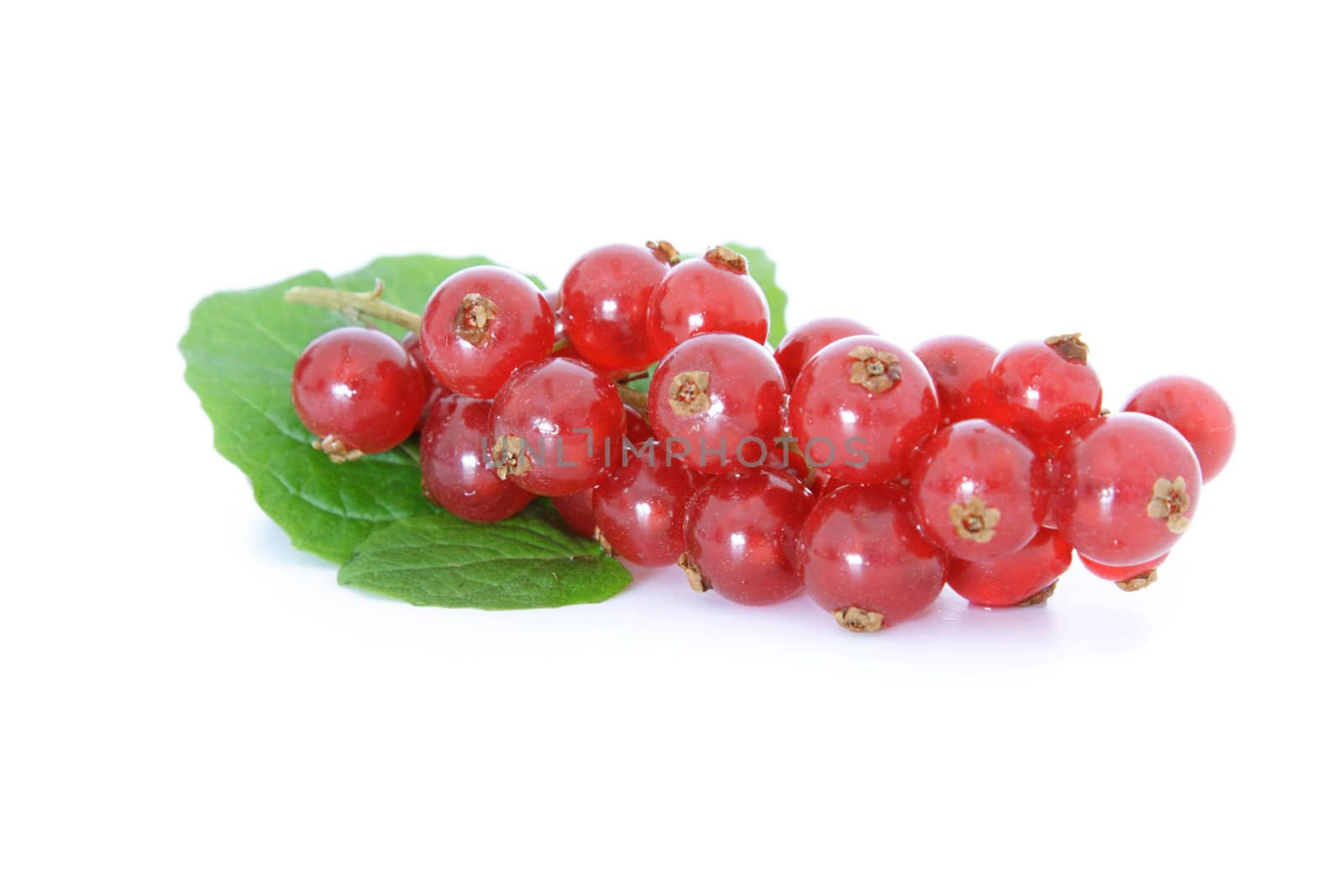 Red currant on white background.