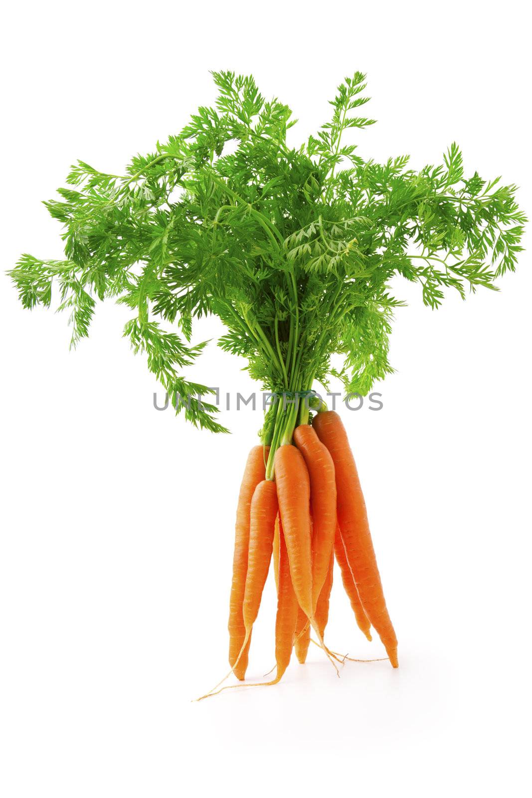 fresh carrot fruits with green leaves, isolated on white background  by motorolka