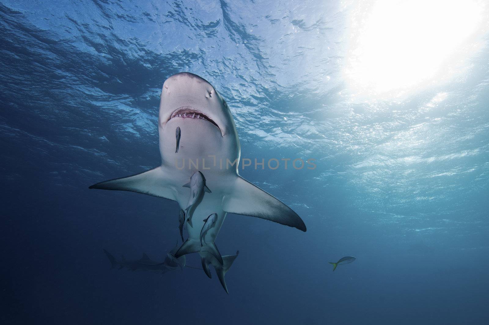 Suckerfish feeding off a lemon shark, Bahamas