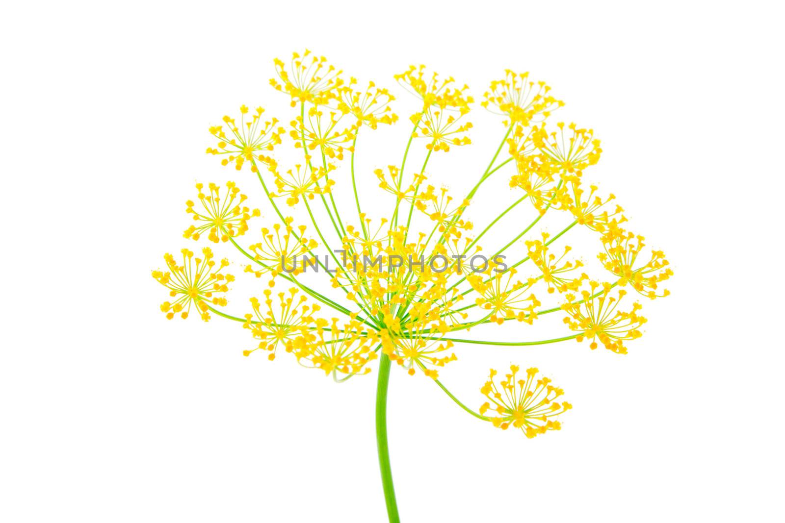 Close-up of dill, on white background 