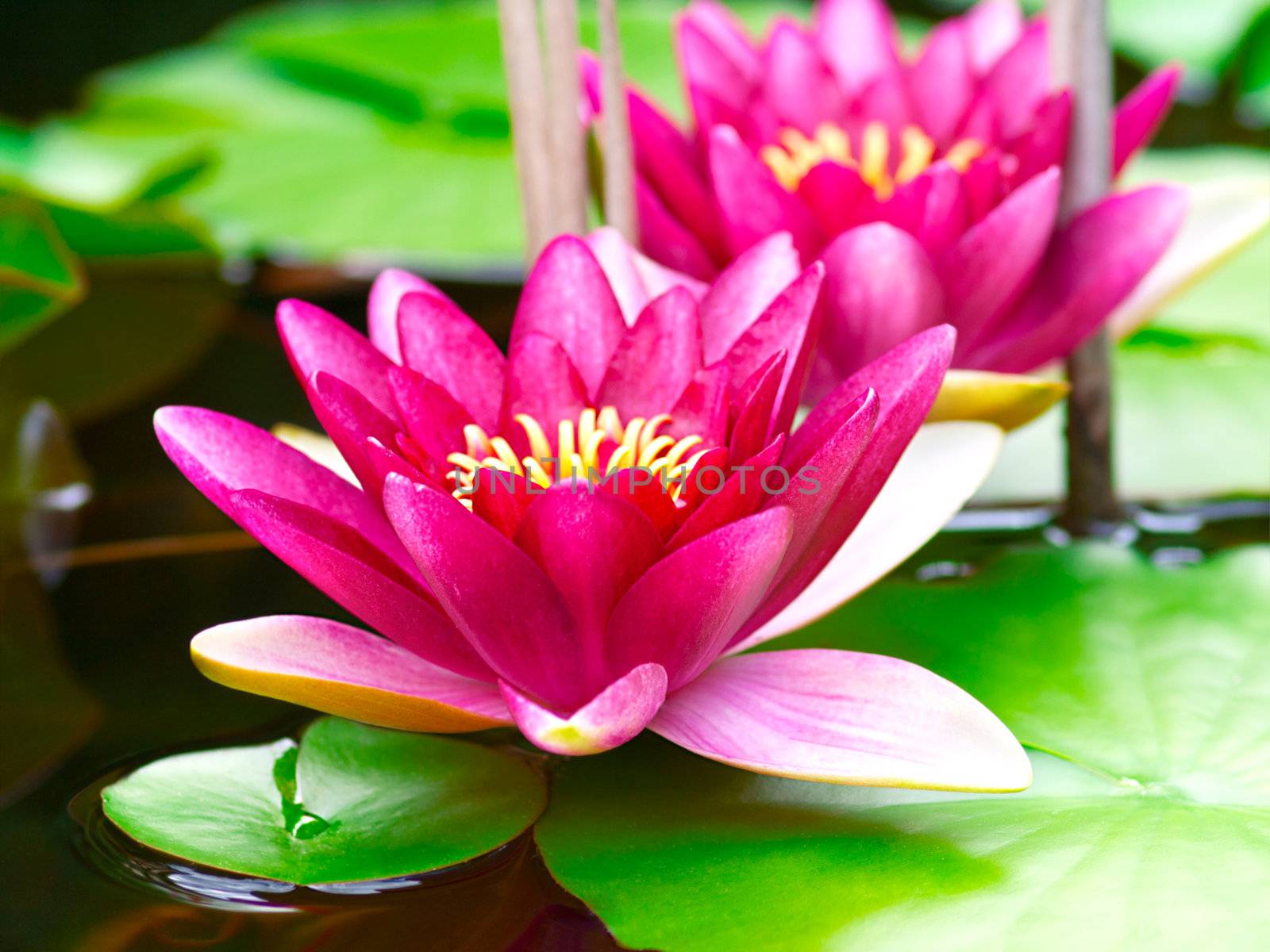 Nymphaea Water lilly in a pond by motorolka