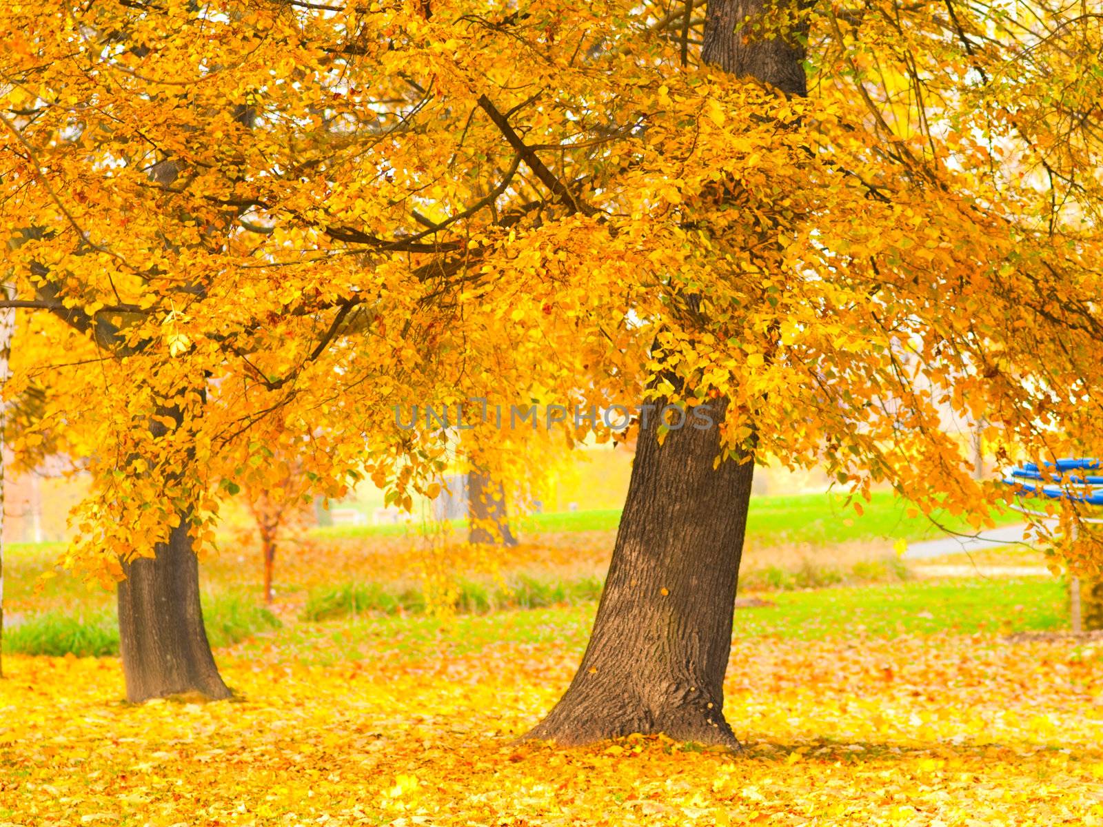 fall leaves trees  by motorolka