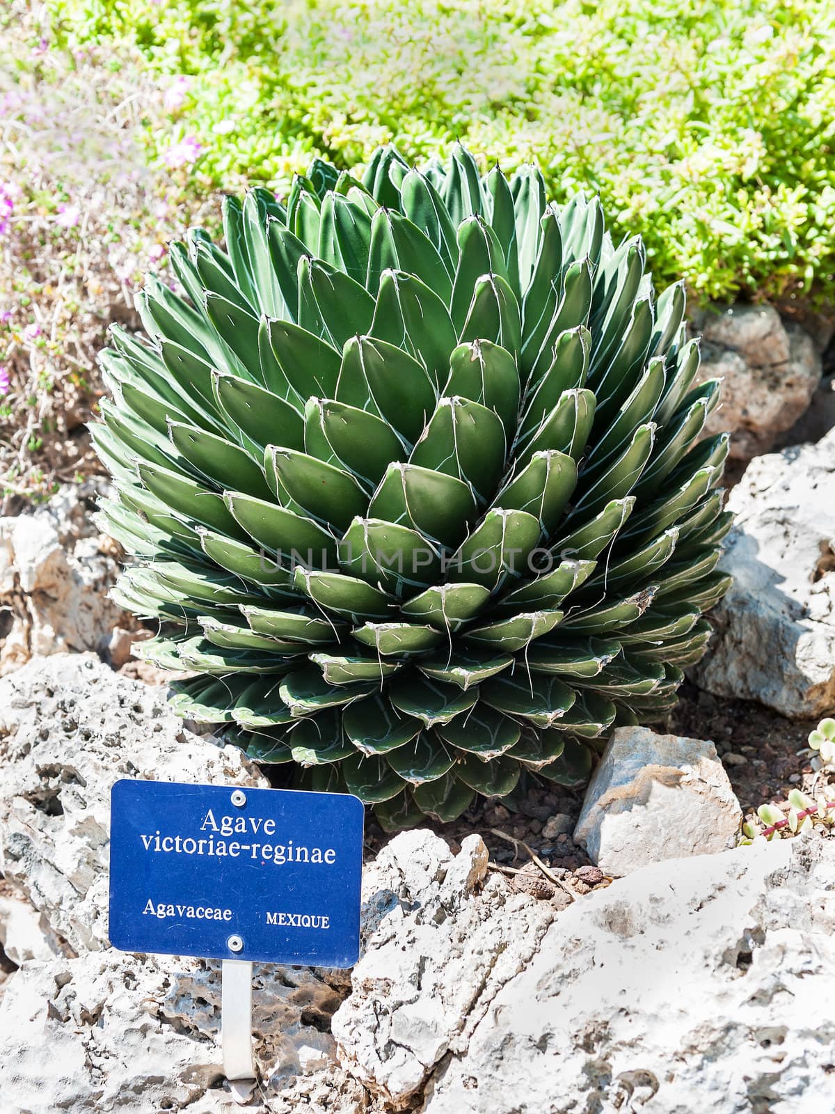 Queen Victoria's agave in the park of exotic plants in Monaco