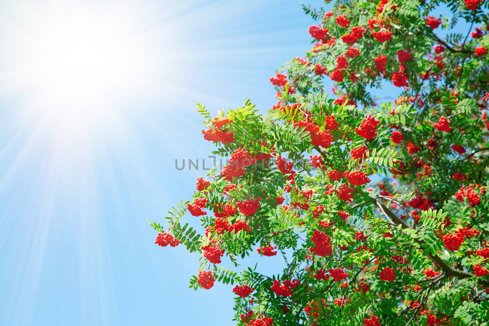 A tree with rowan berries with sunlight