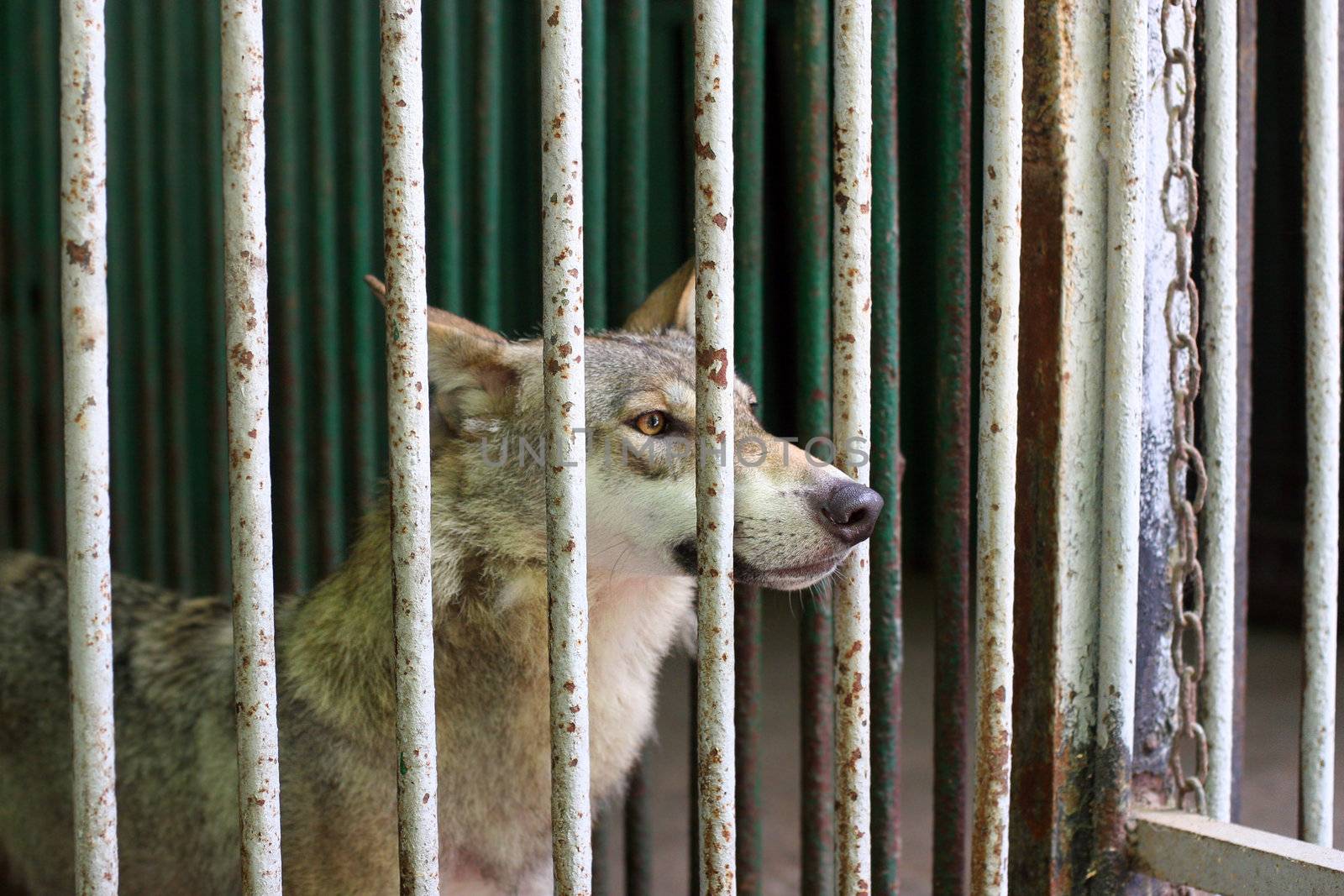 Wolf in the cage at the zoo