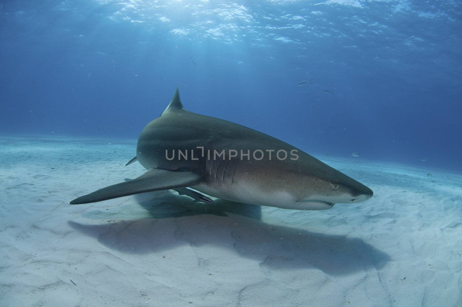 A close up on a lemon shark swimming along the sea bed, Bahamas