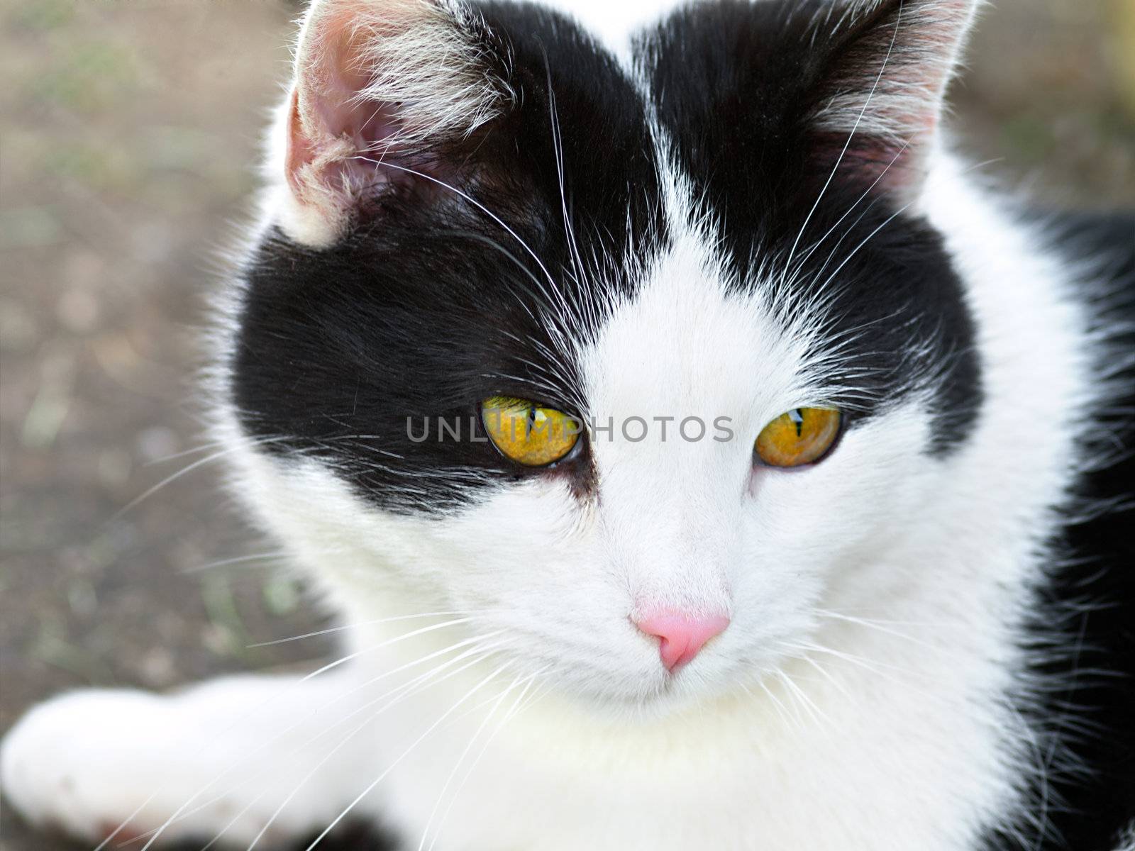 cat portrait  by motorolka
