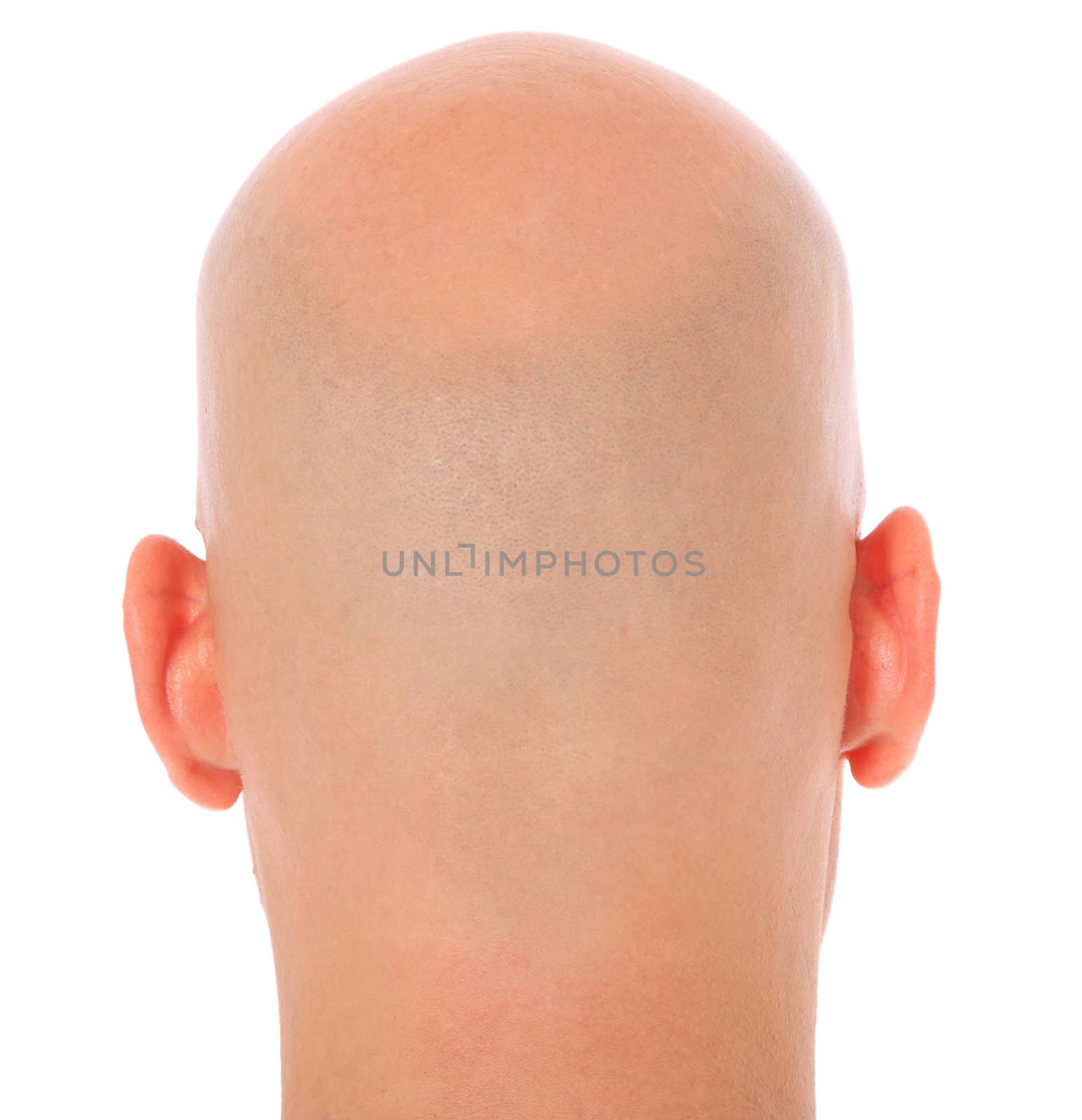 Back of the head of a bald man. All on white background.