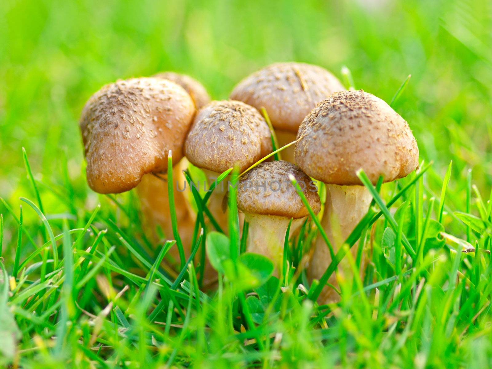 group of fresh natural edible mushrooms in autumn time by motorolka