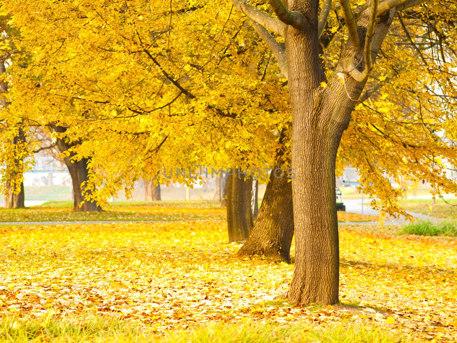 fall leaves trees  by motorolka