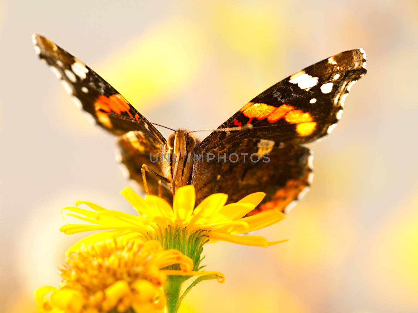 butterfly on yellow flower  by motorolka