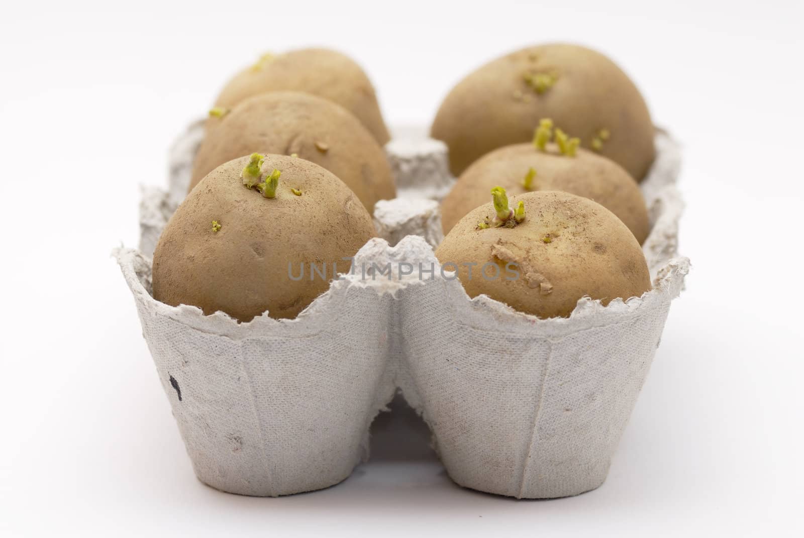 Potatoes chitting in an egg carton before planting out on an allotment.