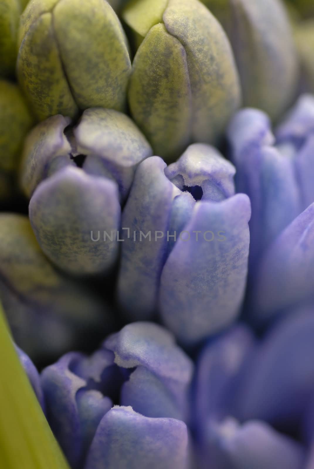 Blue hyacinth flowers opening. Macros, shallow DOF.