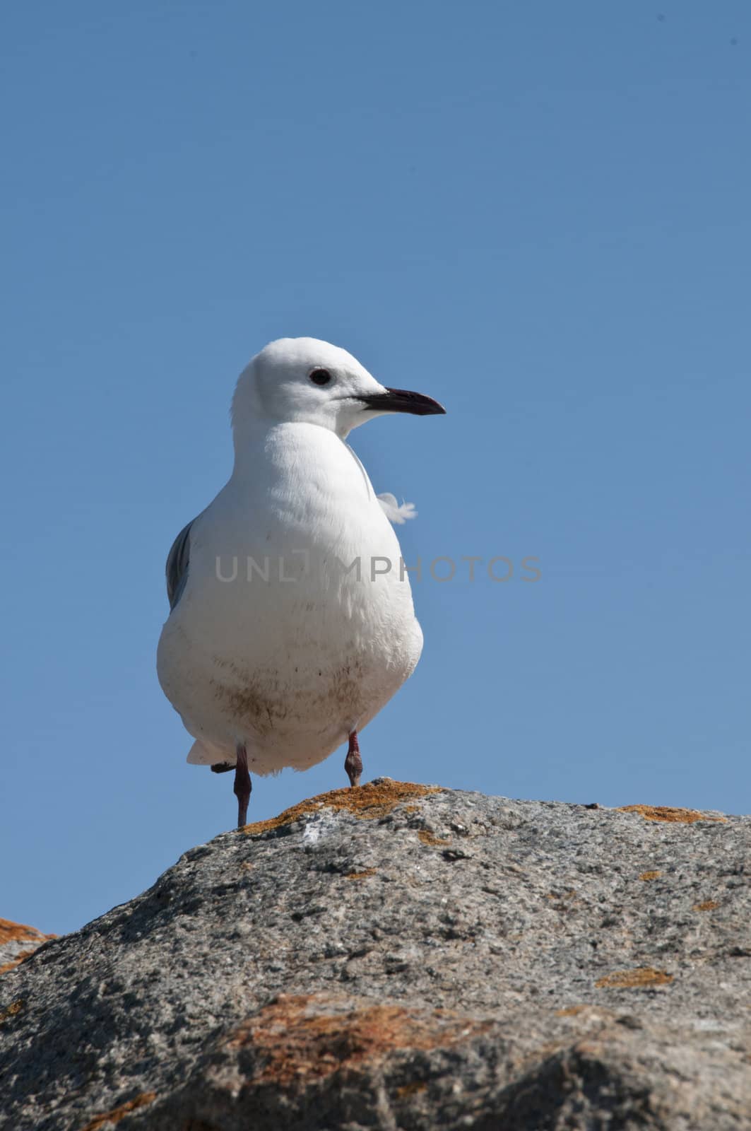 Seagull enjoying the warm sun, South Africa