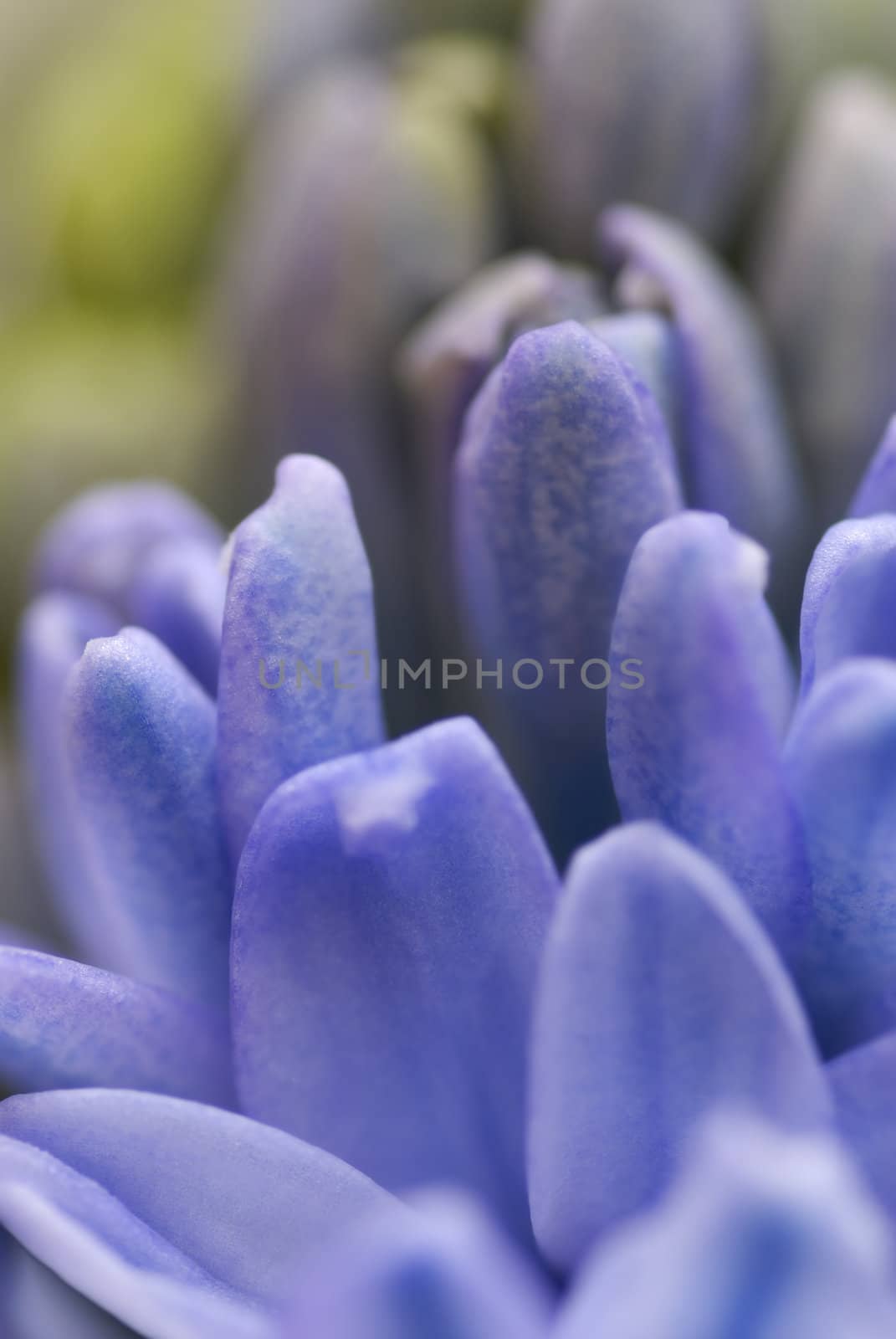 Blue hyacinth flowers opening. Macros, shallow DOF.