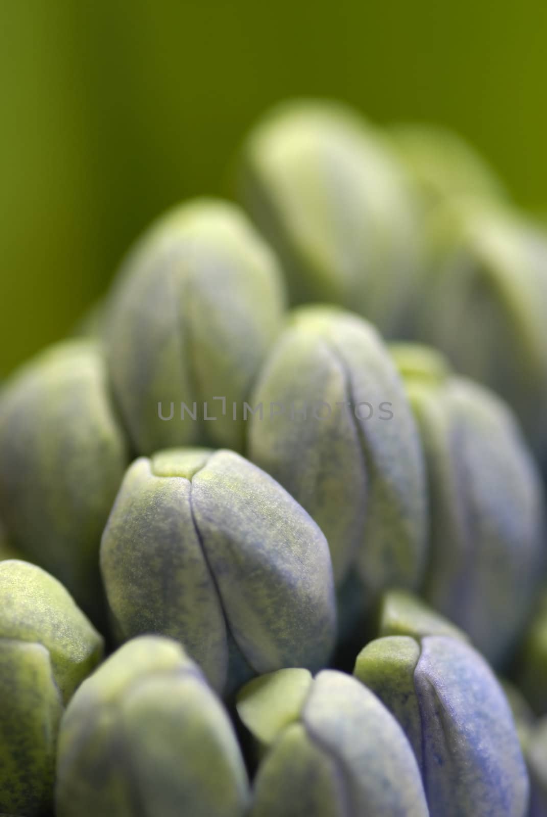 Blue hyacinth flowers opening. Macros, shallow DOF.