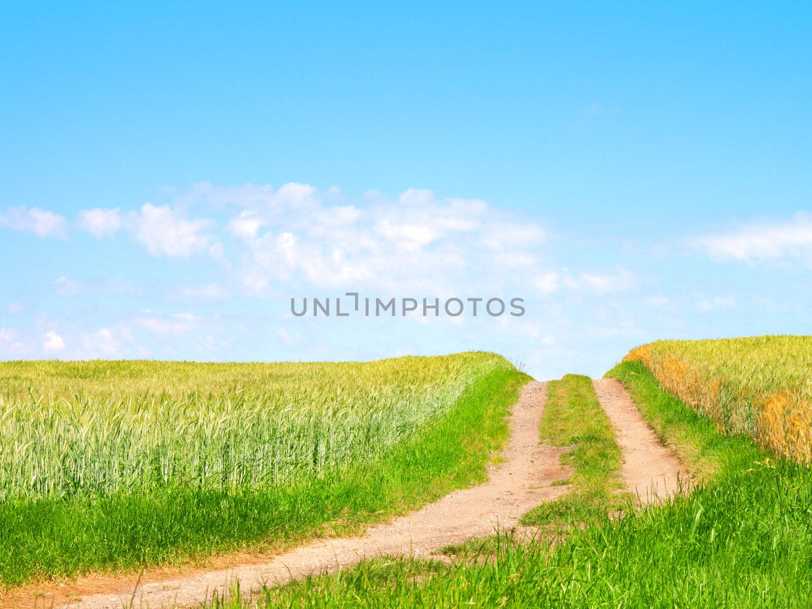 road in the green field with deep blue sky 