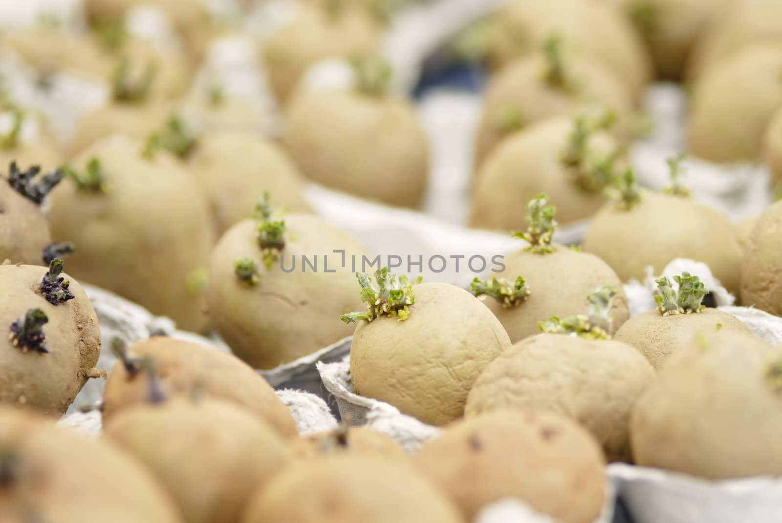Six potatoes (swift) chitting in an egg carton. Short DOF, focus on 1st Potatoes. Chitting encorages the production of shoots ready for planting out on the allotment.
