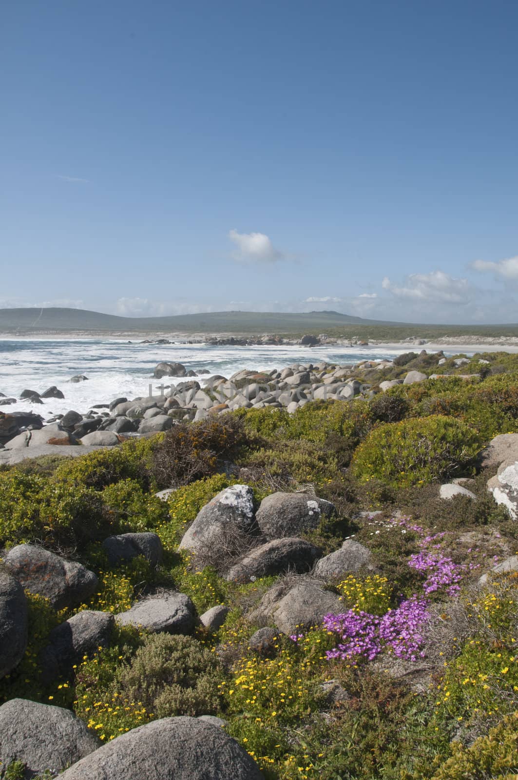 The view of purple and yellow flowers growing between the rocks, Western Cape, South Africa