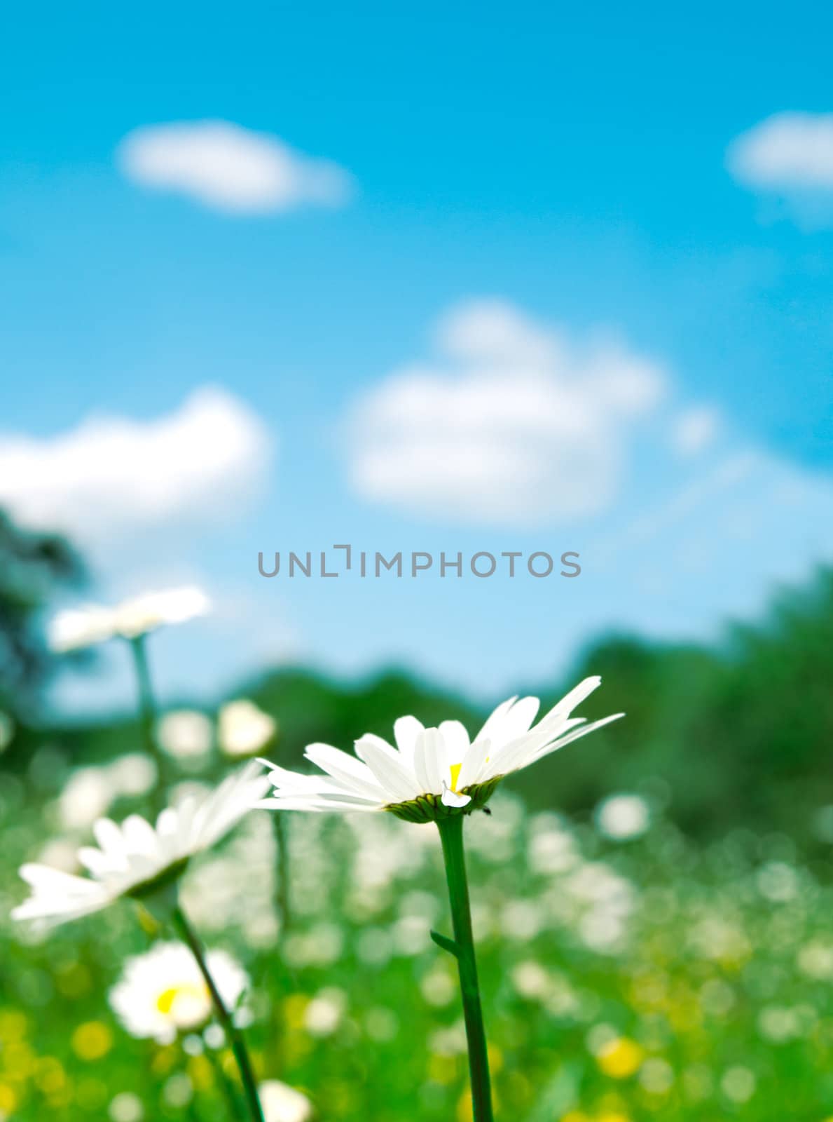 camomile on foreground  by motorolka