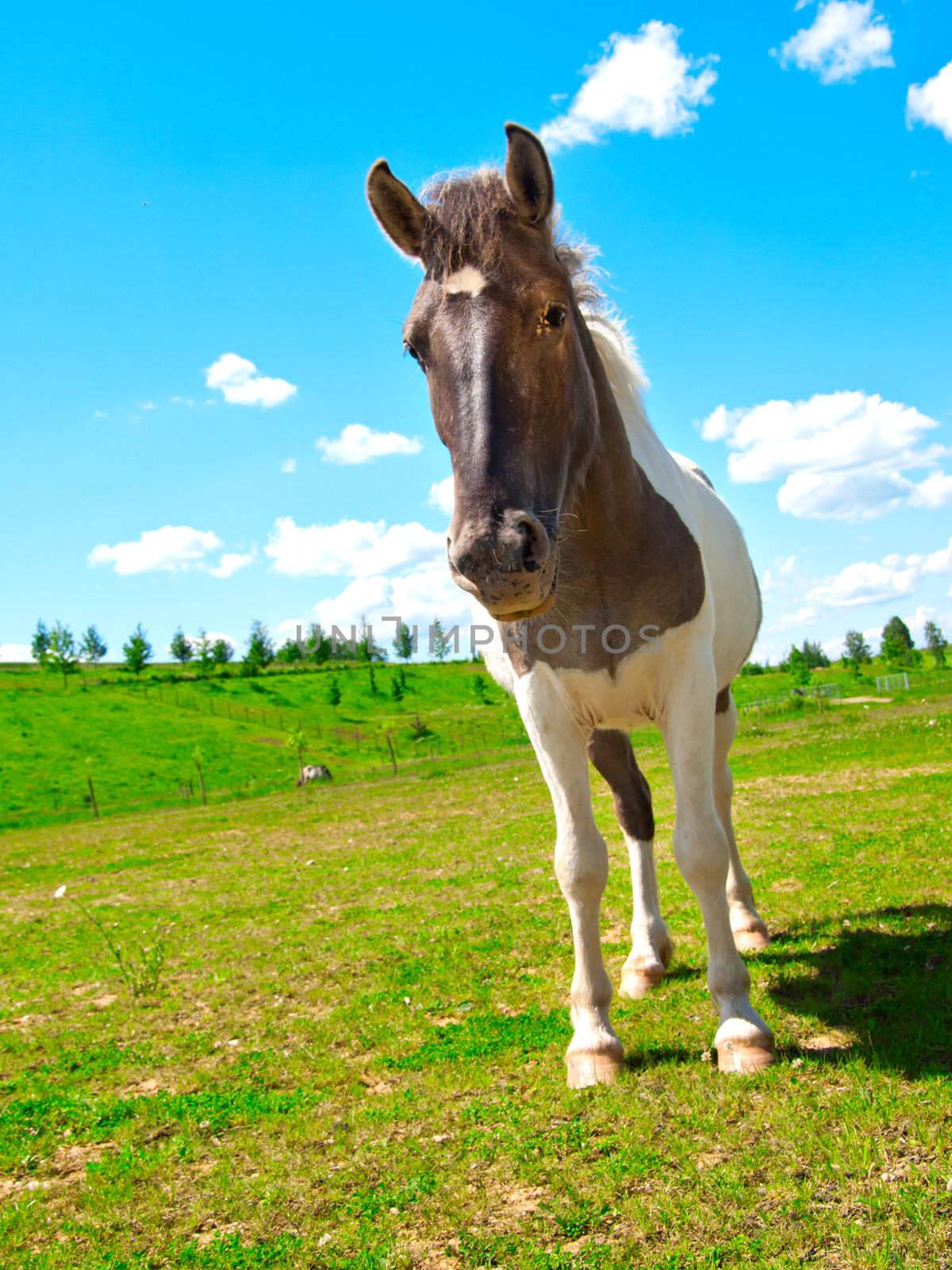 horse on green field 