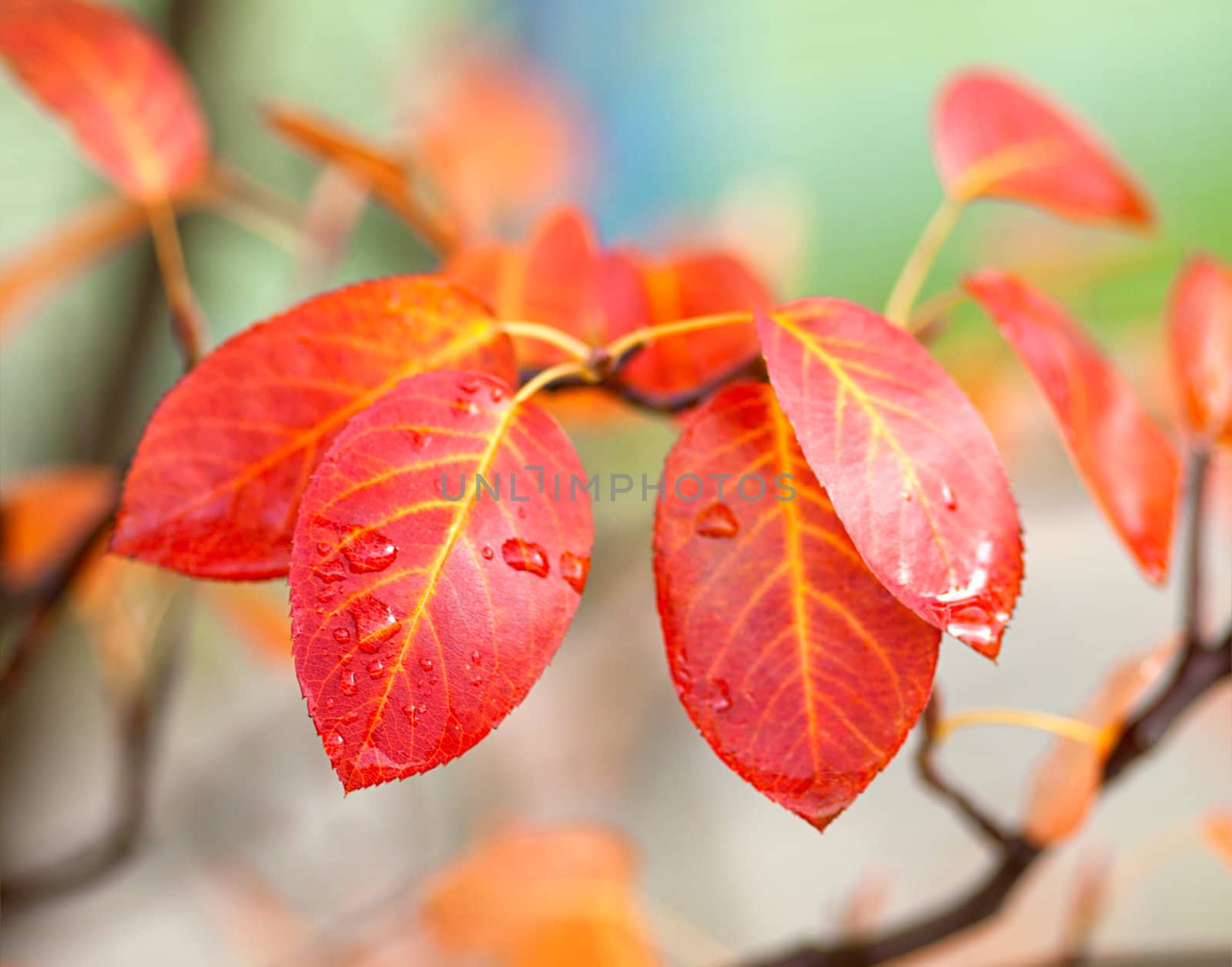 red leaves of tree in the autumn time