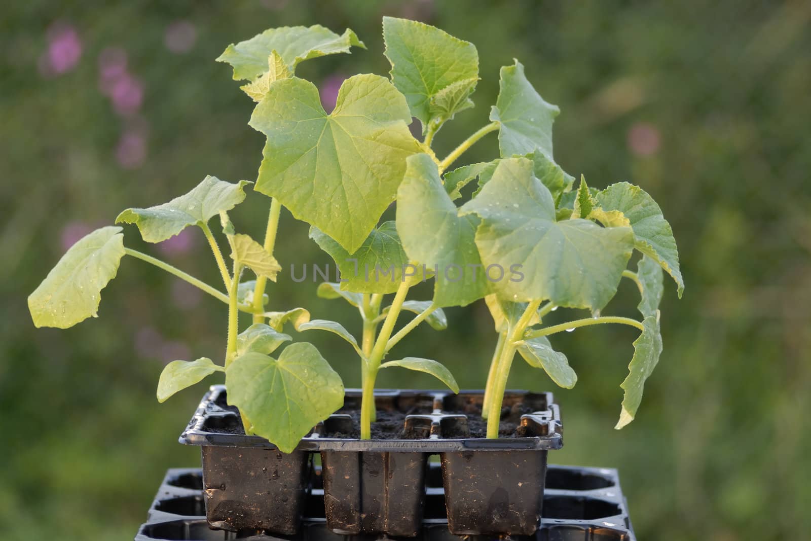 Young gherkin plants in a seedtray ready to be planted out.