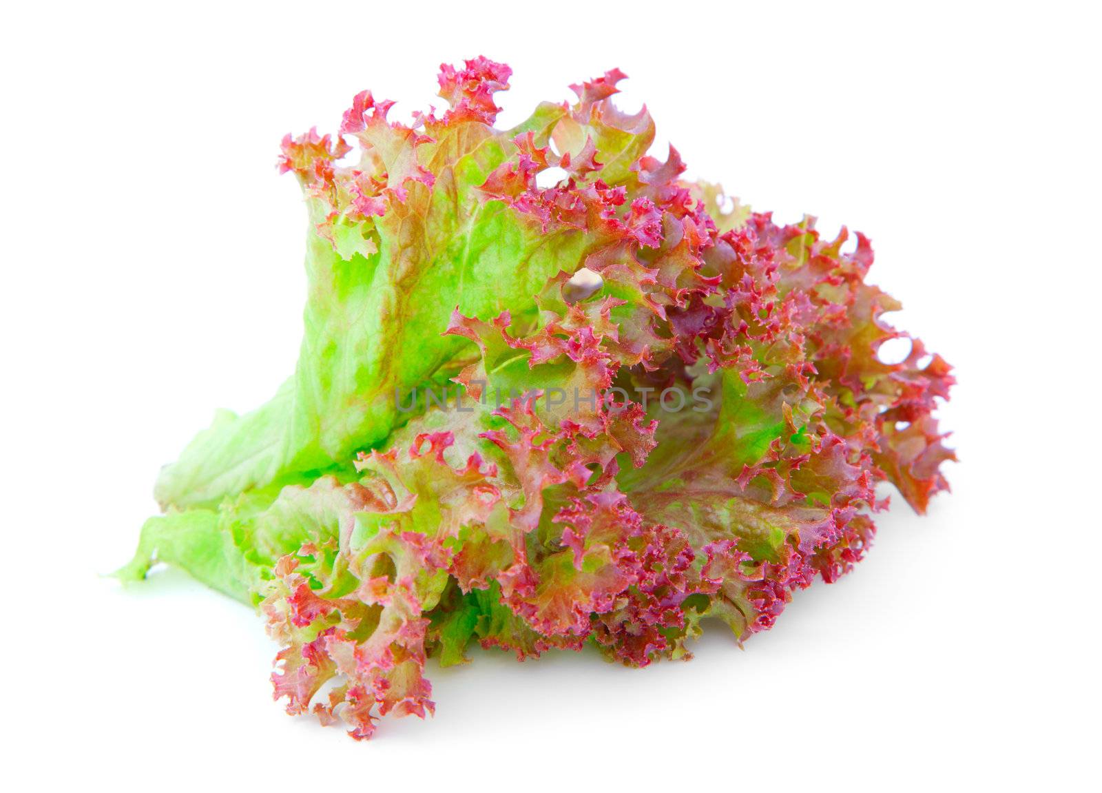 Red Oak lettuce  leaves on a white background  by motorolka