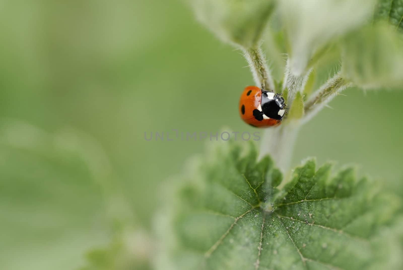 Macro image of one ladybird climbing a nettle. Short DOF, focus on Beatle.