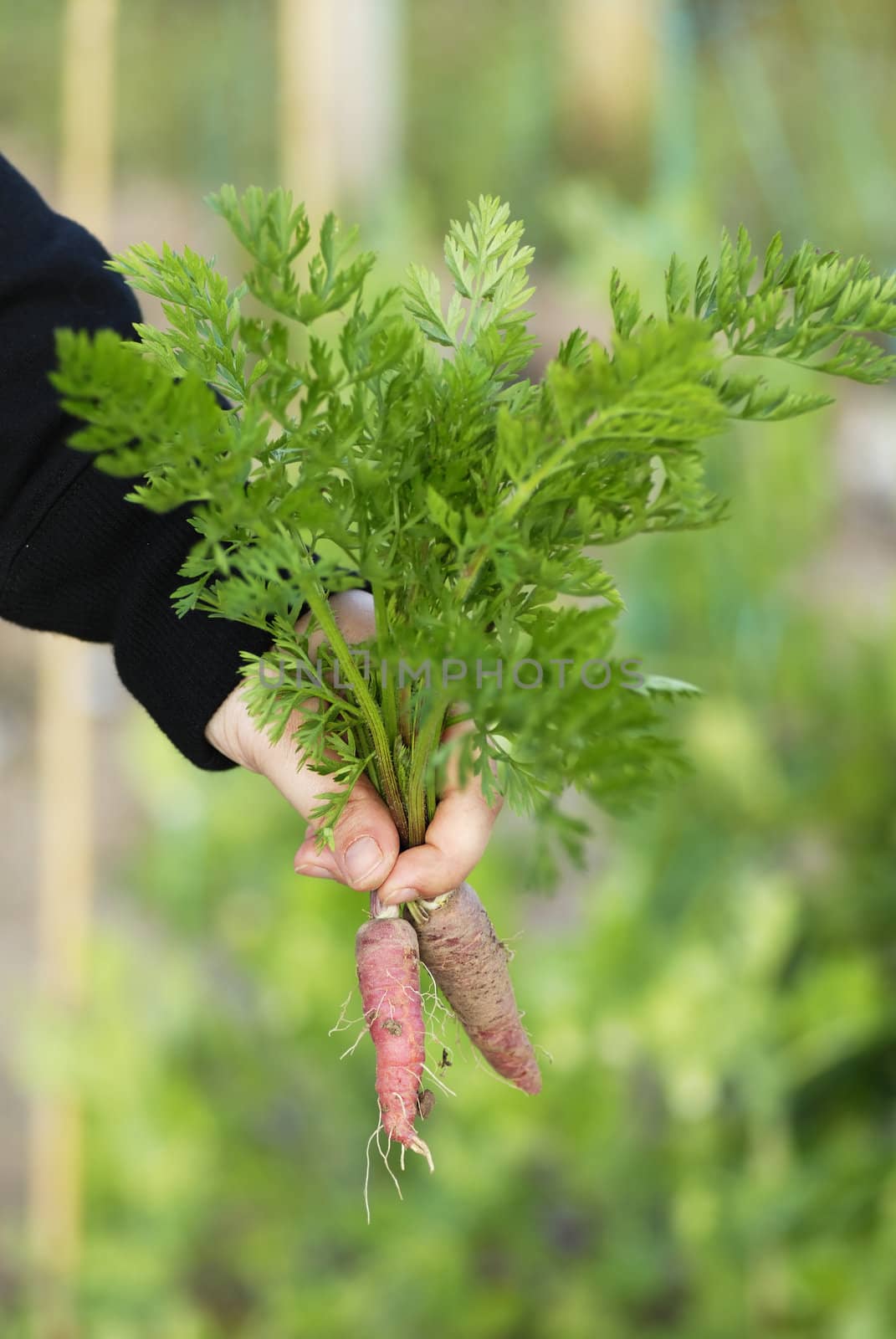 Woman at a an allotment holding a recently harvested bunch of carrots.