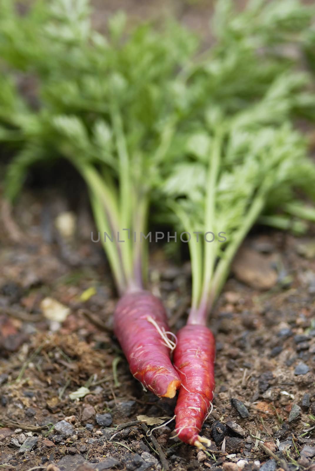 Bunch of Red Dragon (Daucus carota) carrots.