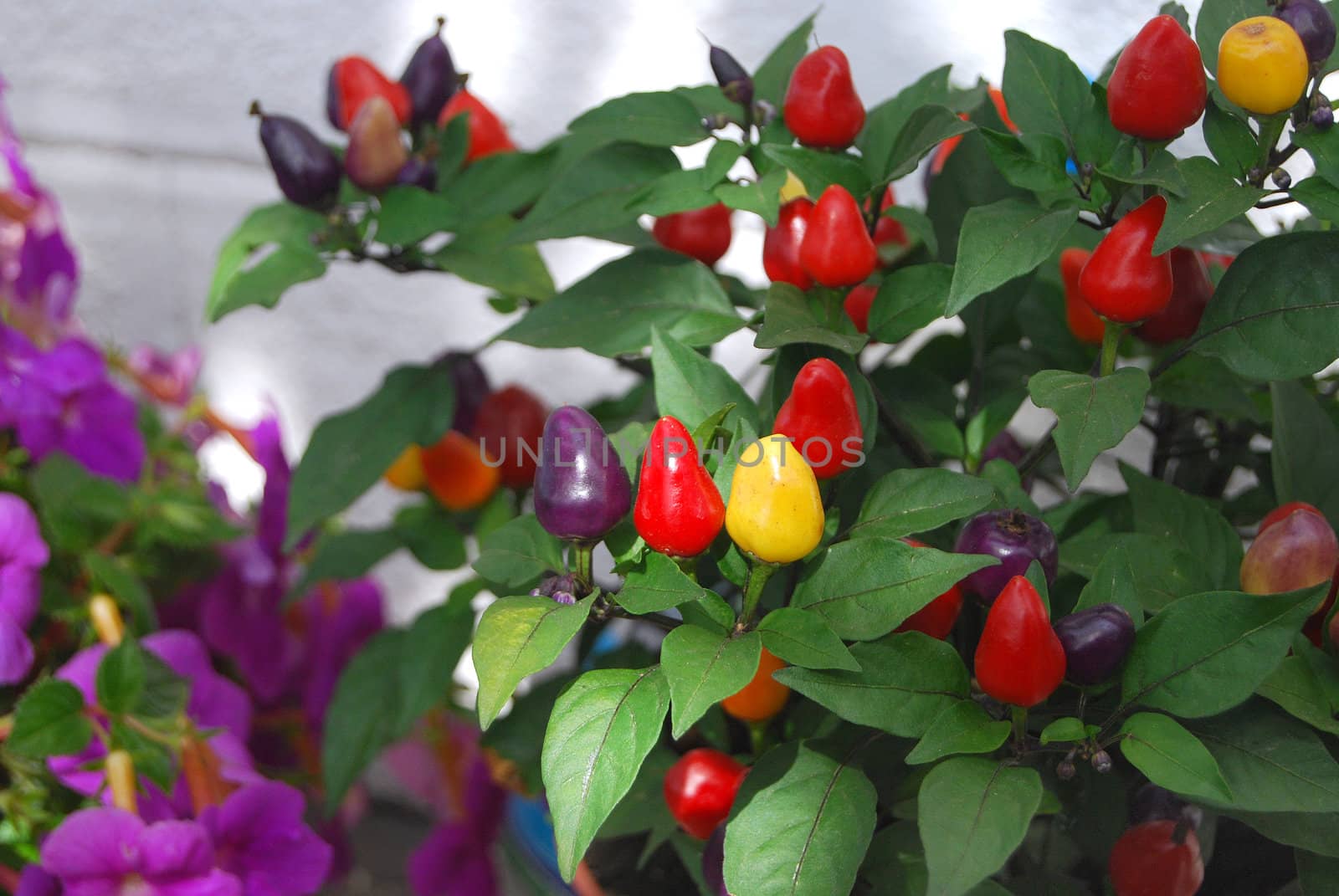 Colourful chilli peppers as plant in garden