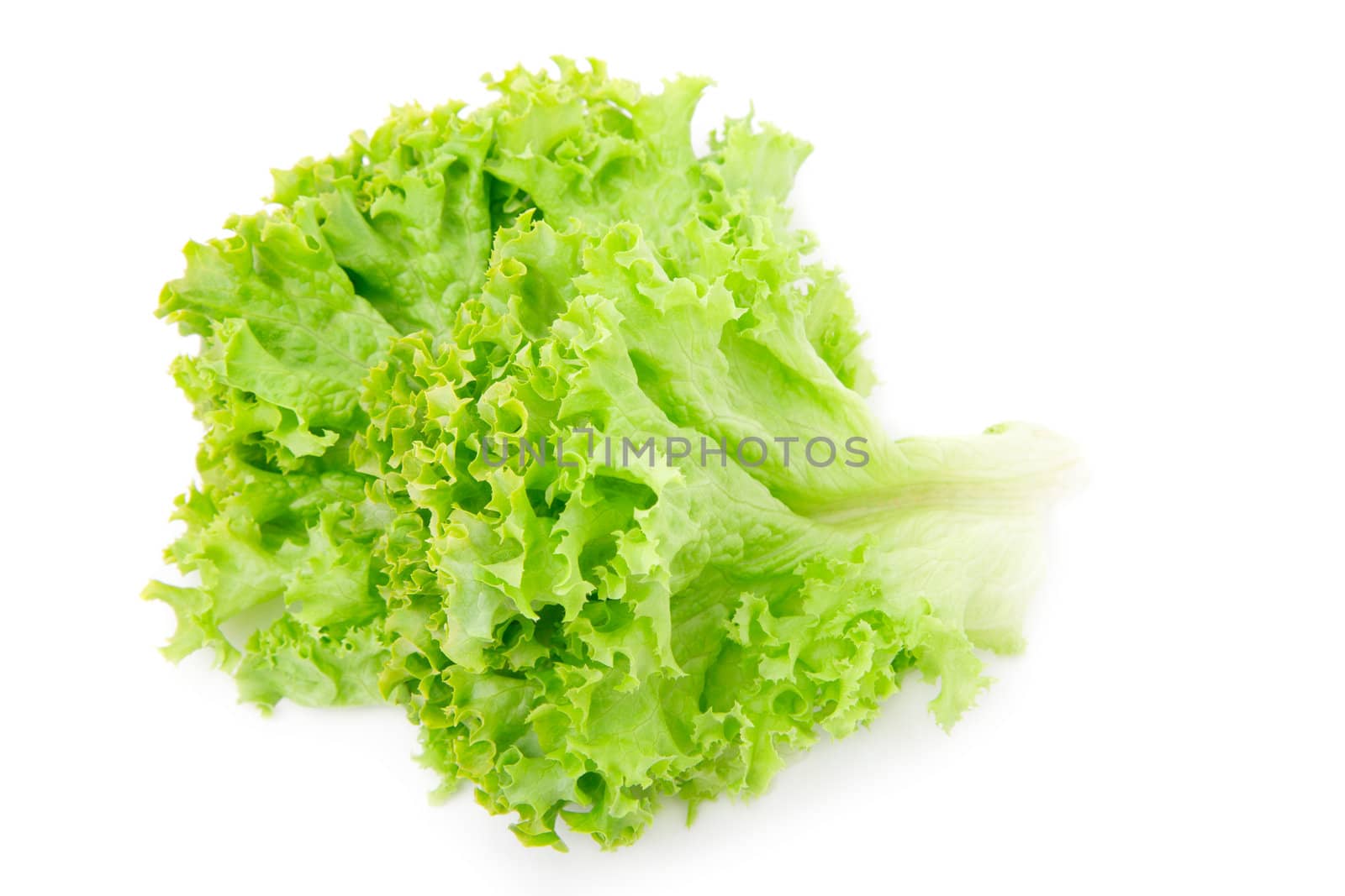 Fresh salad lettuce isolated on white  by motorolka