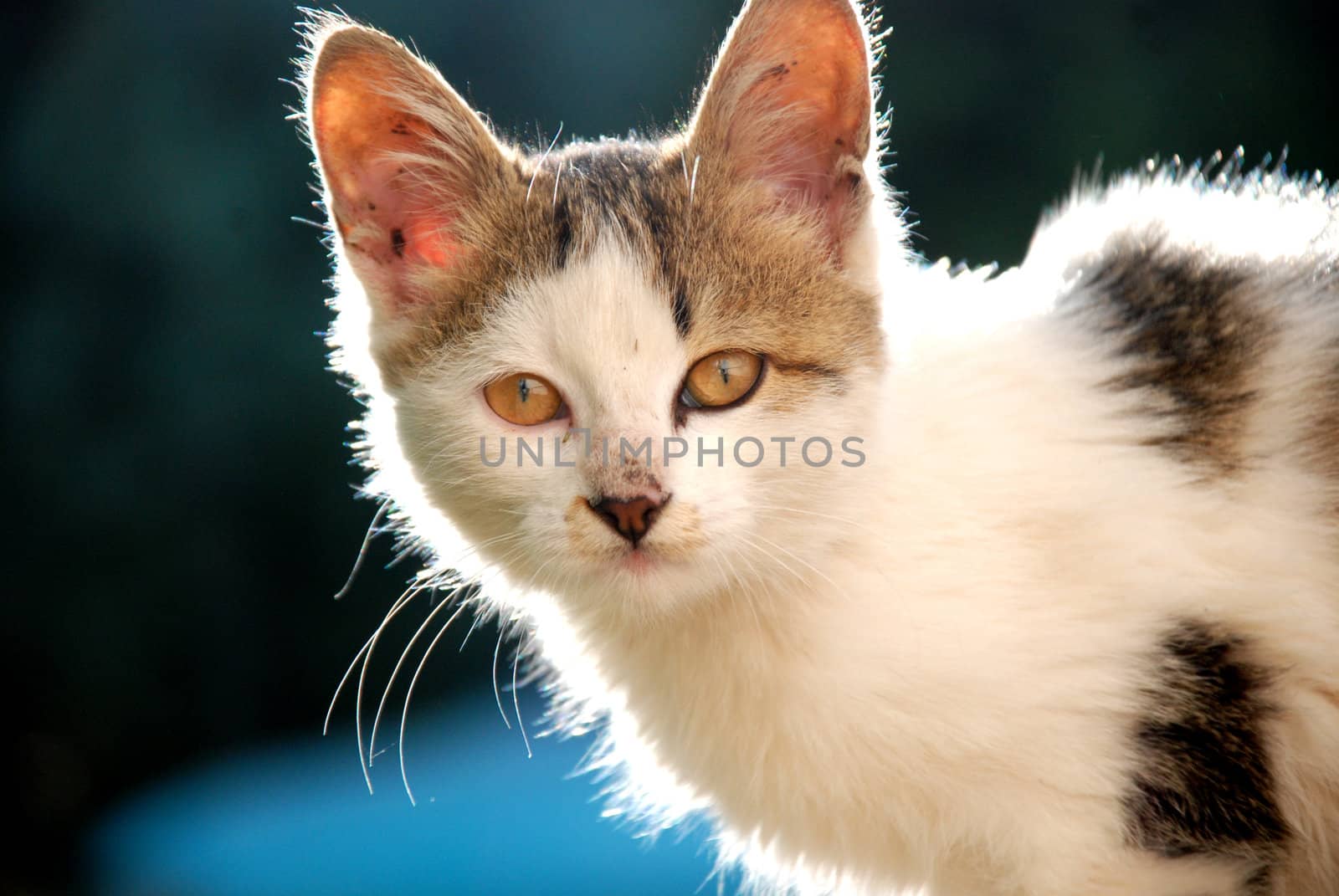 kitten