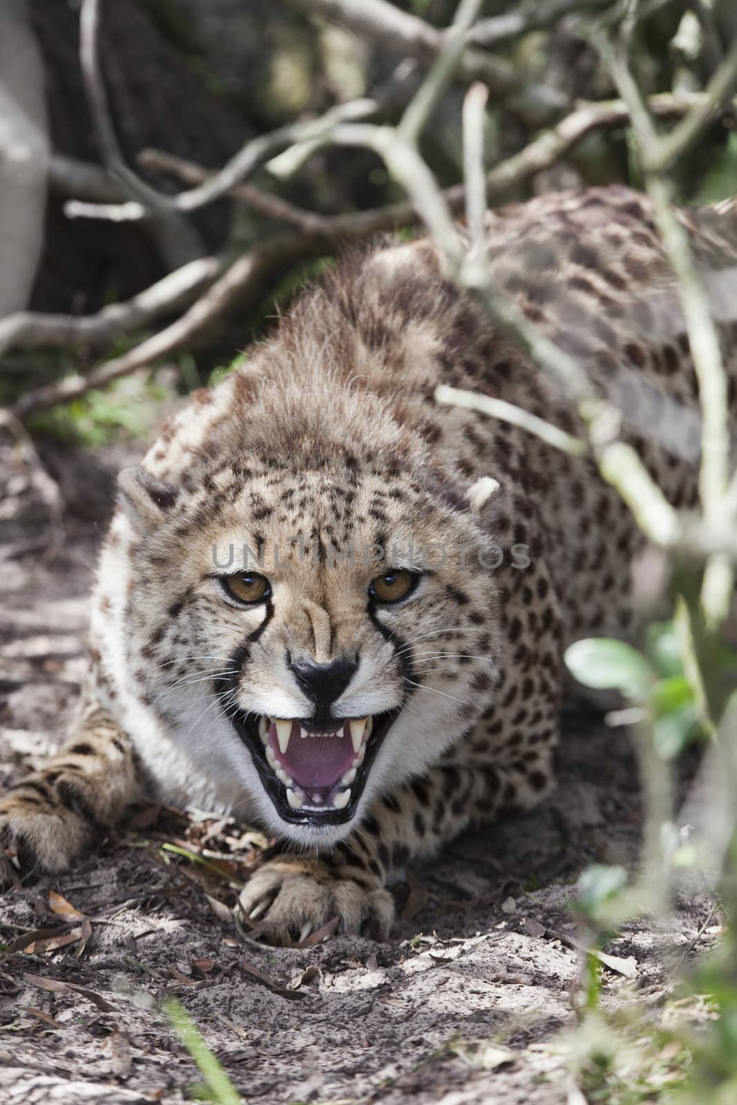 Cheetah protecting its ground in a game reserve, South Africa