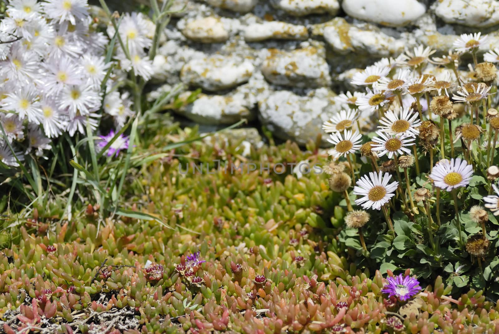 Sunny rustic scene of flowers and a drystone wall in Cornwall, UK.